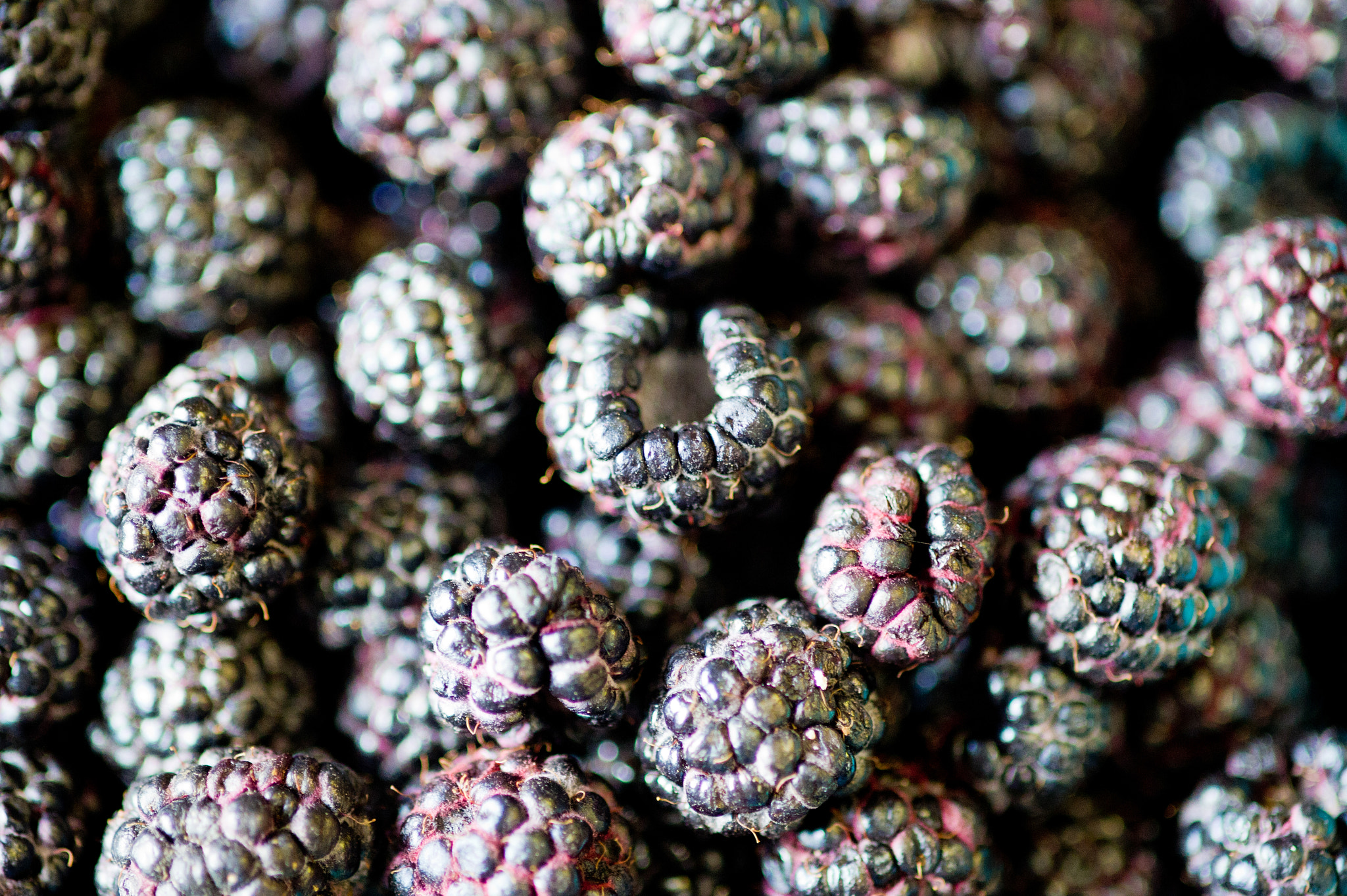 Nikon D3S sample photo. Blackberries photography