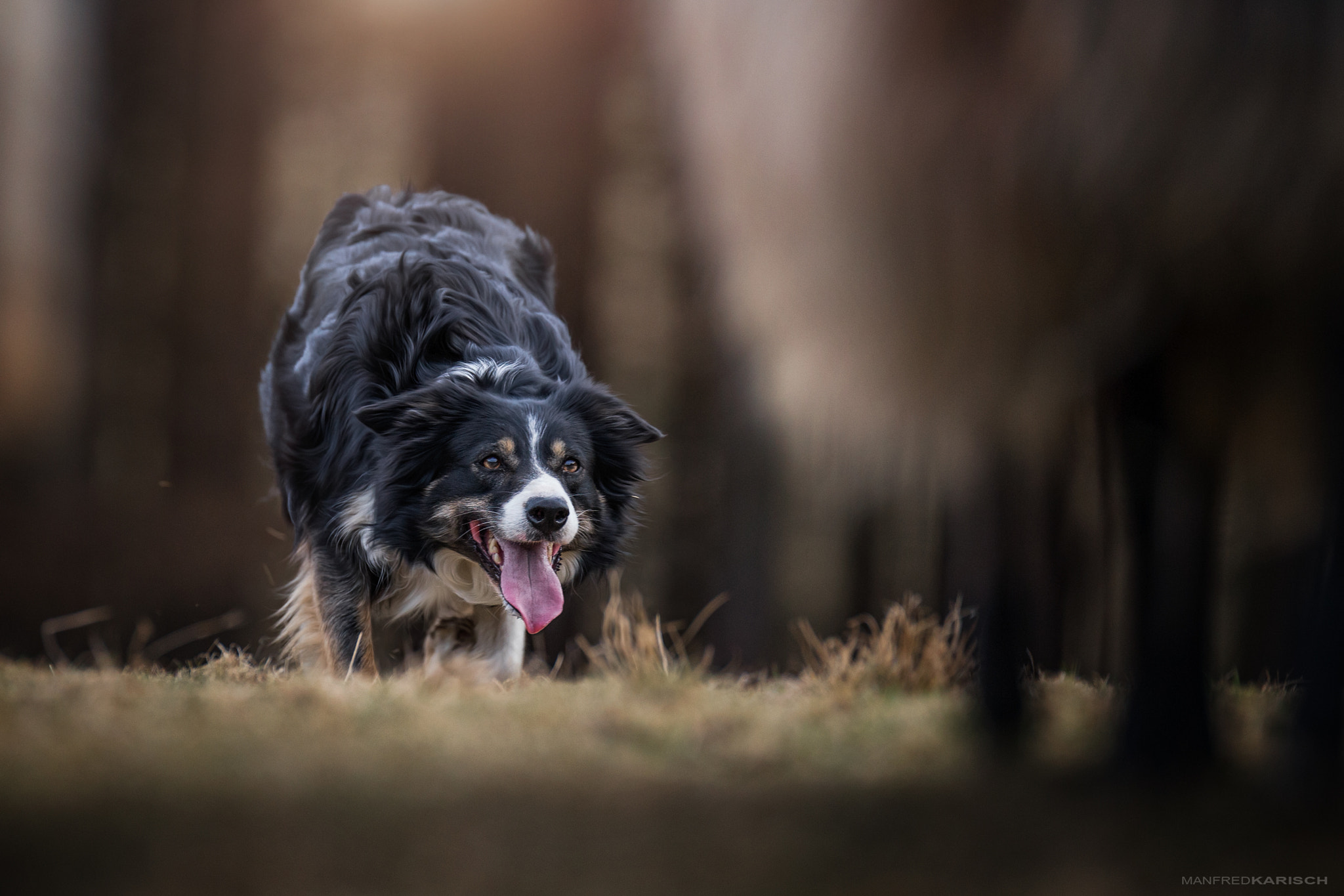 Canon EOS-1D X sample photo. Working sheepdog - amber photography
