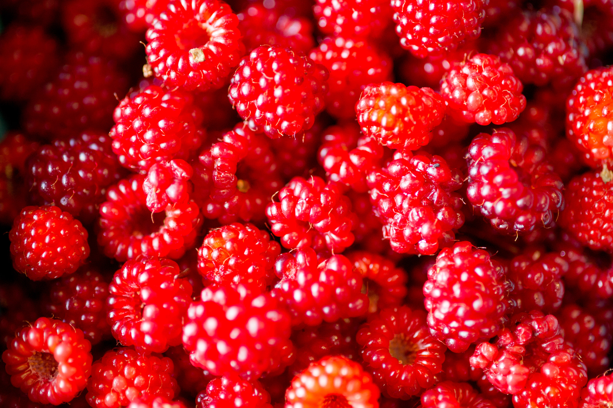 Nikon D3S sample photo. Raspberries photography