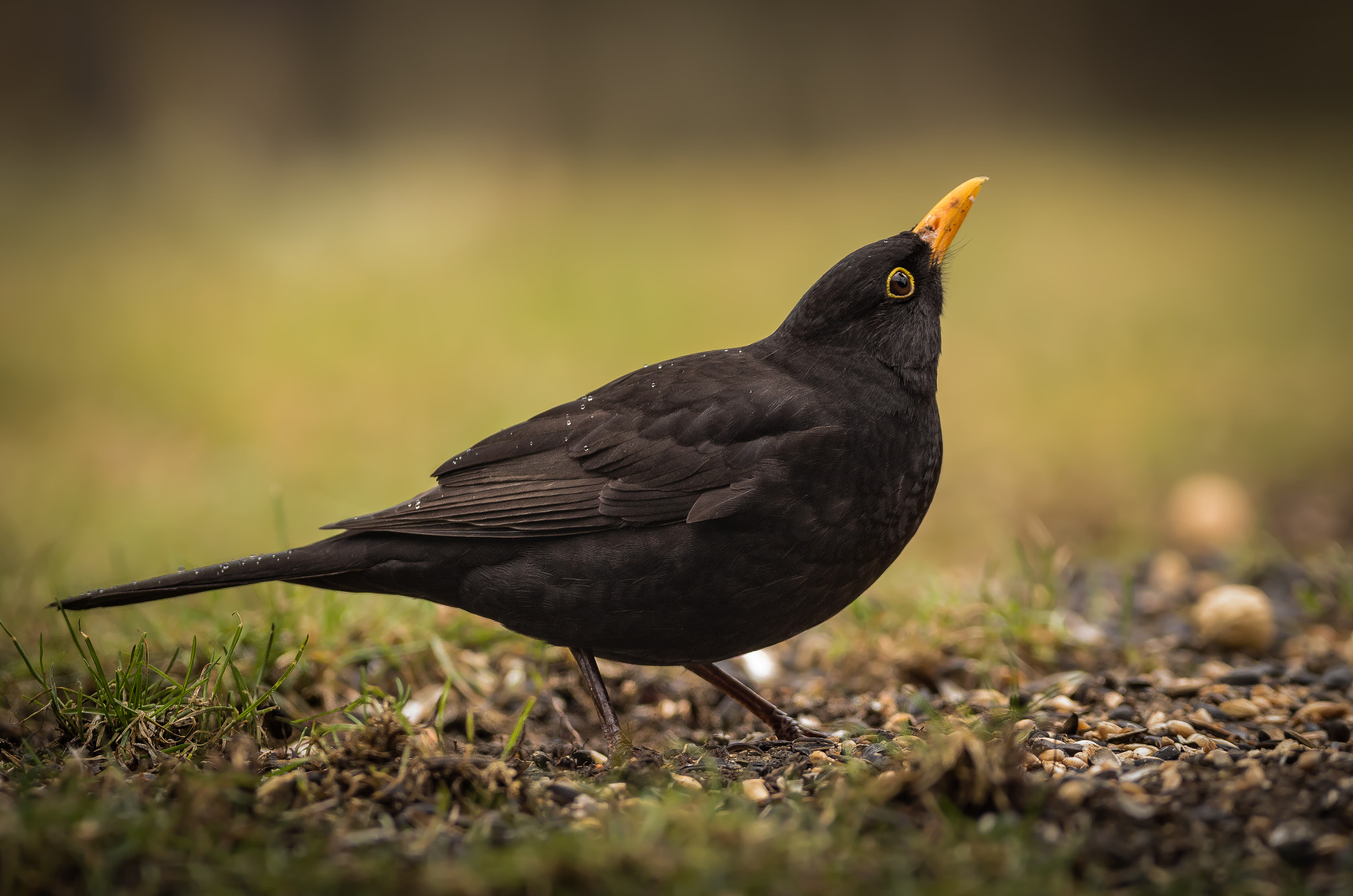 Sigma 150-600mm F5-6.3 DG OS HSM | C sample photo. Blackbird photography