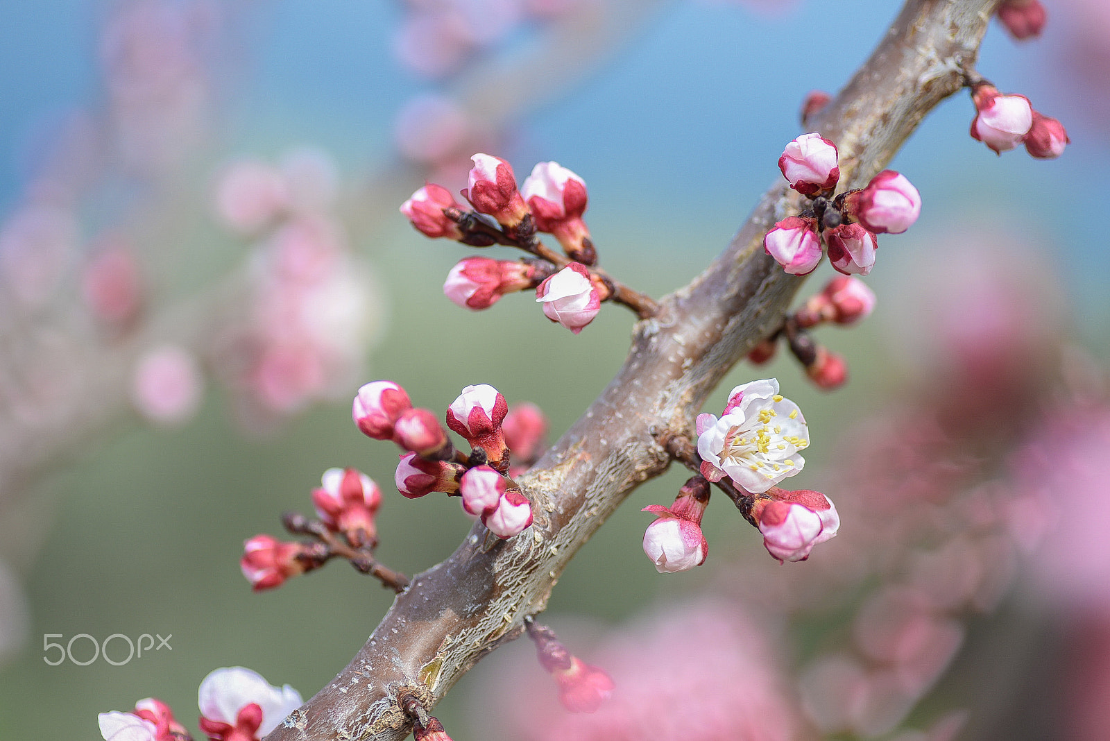 Nikon D610 sample photo. Welcome spring.. -ii- photography