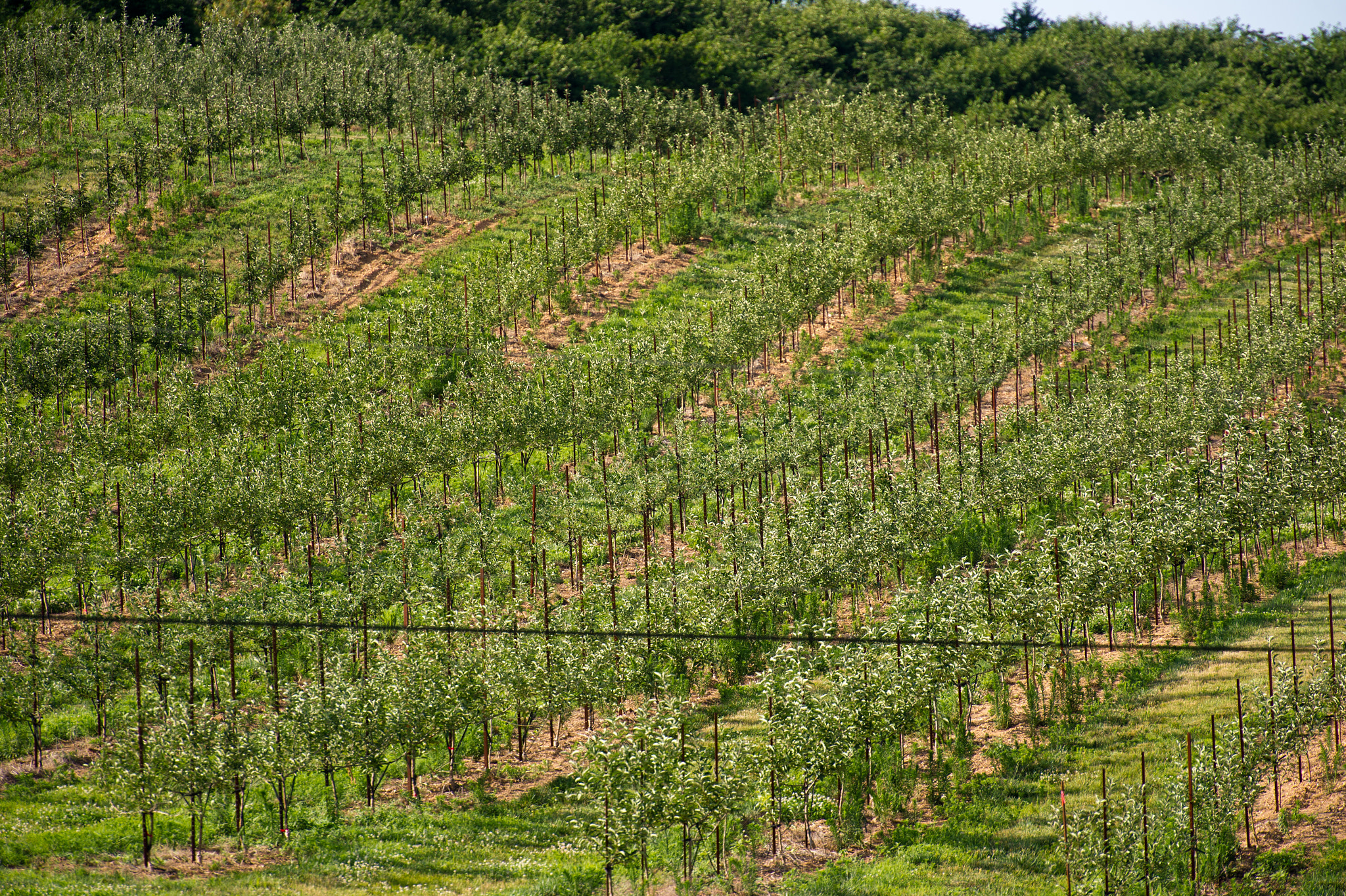Nikon D3S sample photo. Rows of apple orchard of baugher's farm in westminster md photography