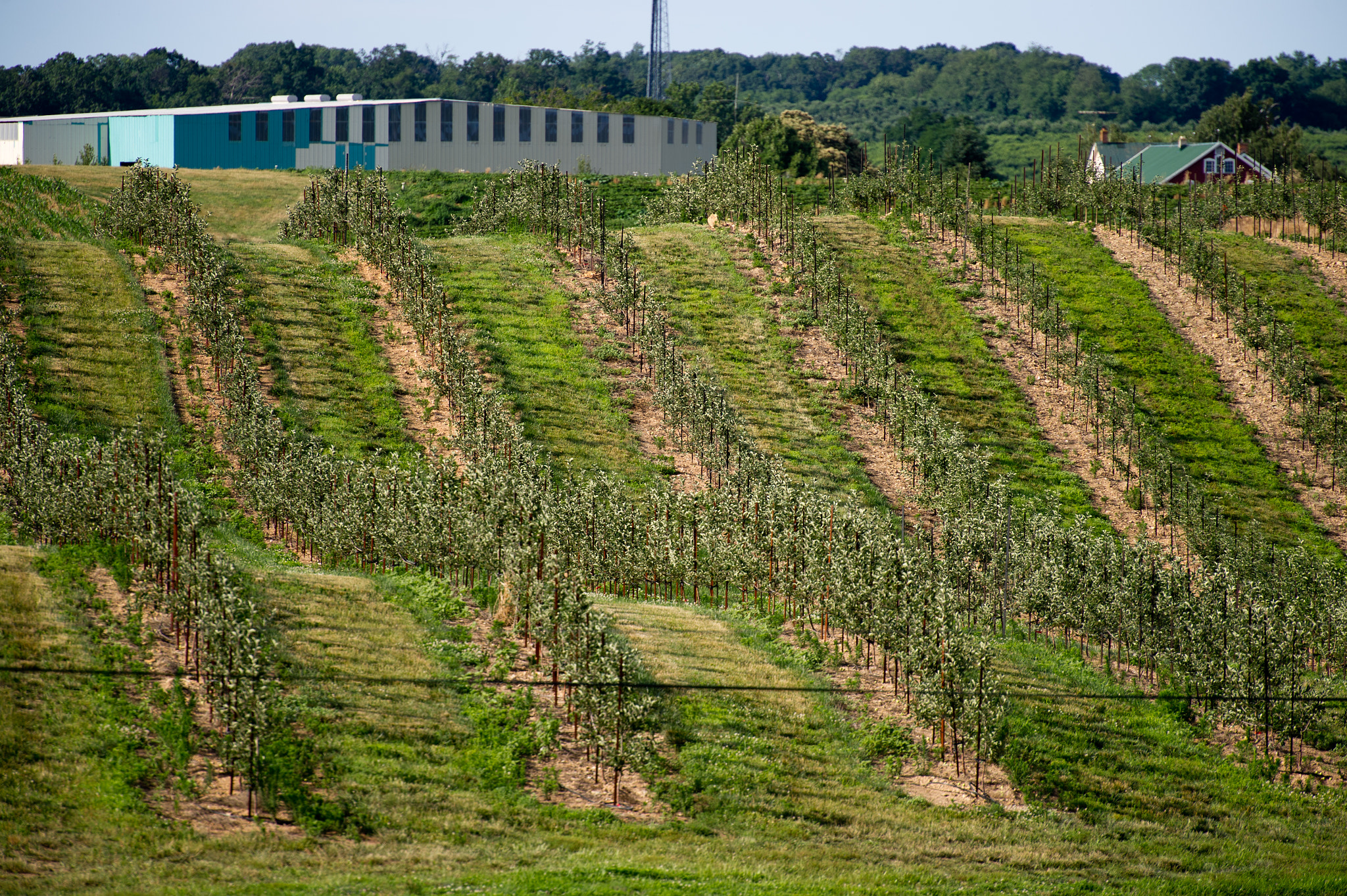 Nikon D3S sample photo. Rows of apple orchard of baugher's farm in westminster md photography