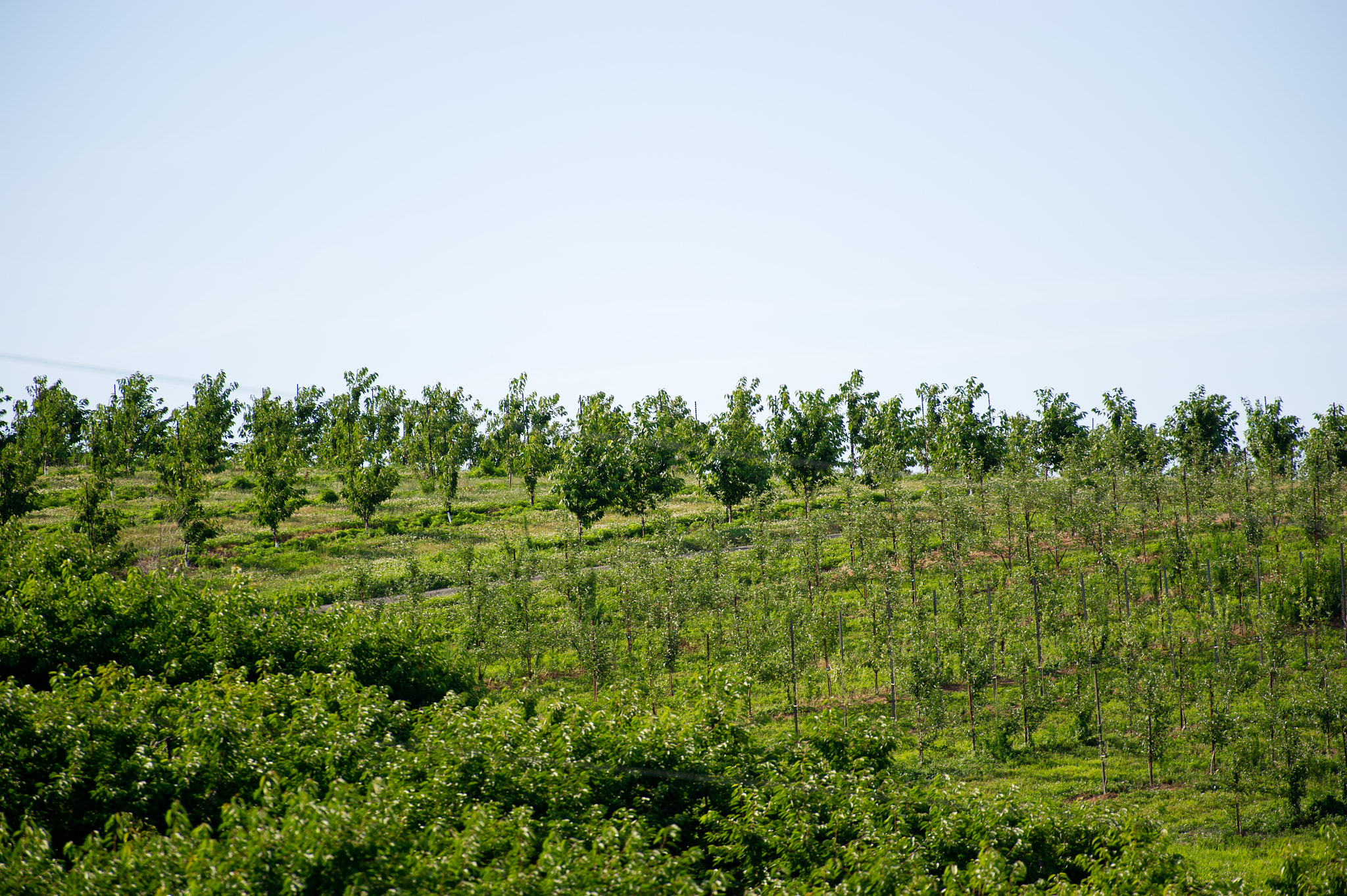 Nikon D3S sample photo. Apple orchard of baugher's farm in westminster md photography