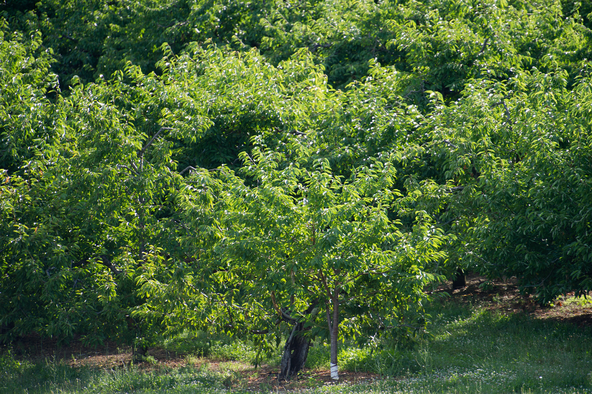 Nikon D3S sample photo. Apple orchard of baugher's farm in westminster md photography