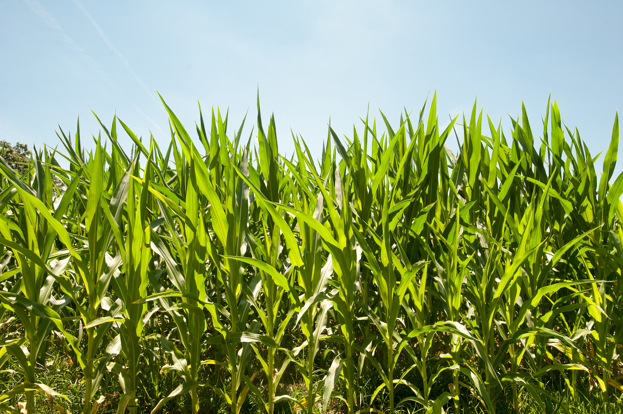 Nikon D700 sample photo. Field of corn crop in summer sun photography