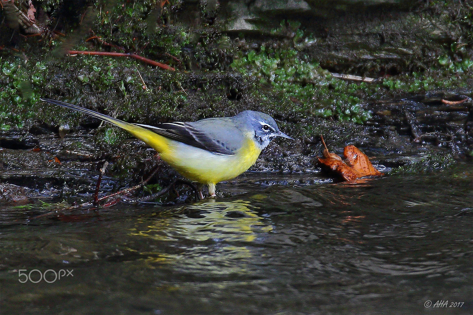 150-600mm F5-6.3 DG OS HSM | Sports 014 sample photo. Grey wagtail (motacilla cinerea) photography