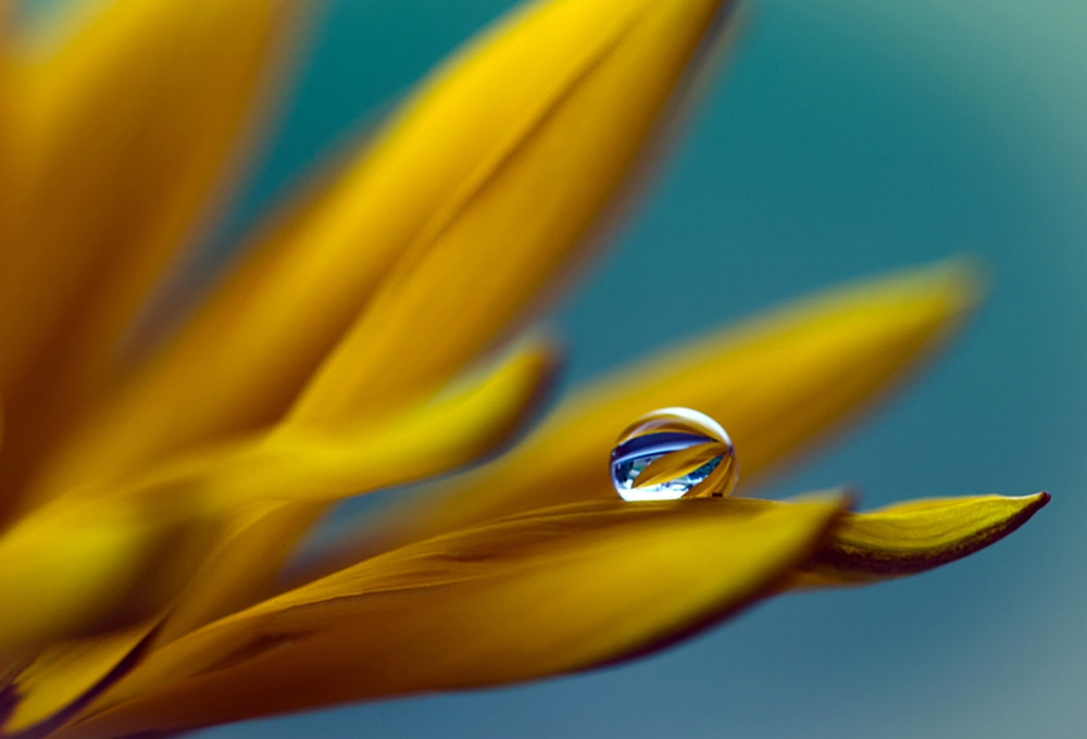 Nikon AF-S Micro-Nikkor 105mm F2.8G IF-ED VR sample photo. Krolpa photography