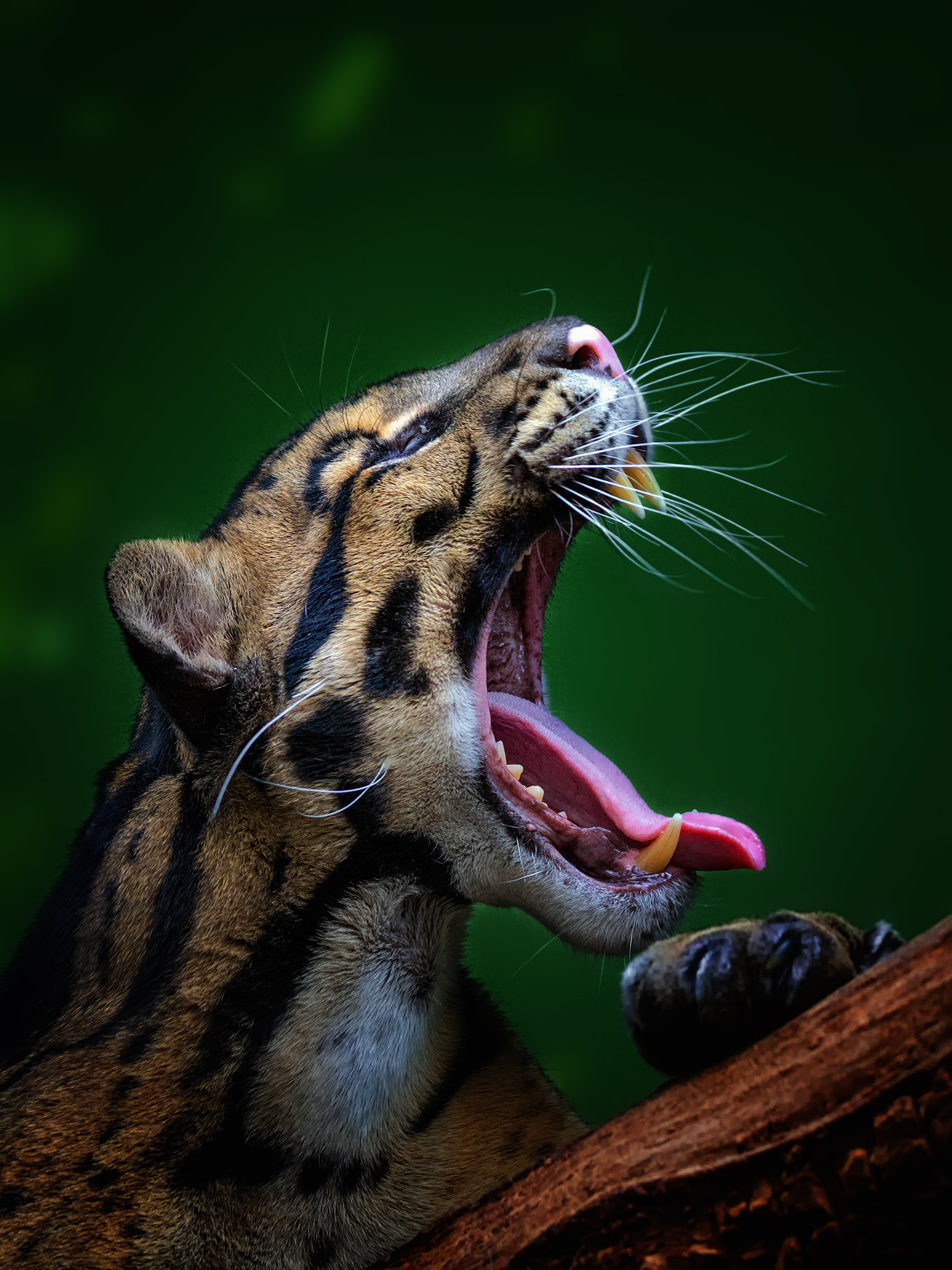 150-600mm F5-6.3 DG OS HSM | Contemporary 015 sample photo. Clouded leopard - neofelis nebulosa photography