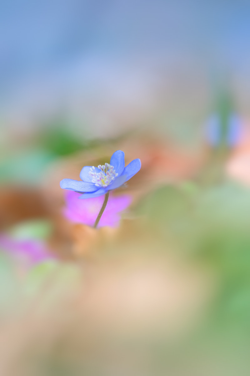 Sigma 150mm F2.8 EX DG OS Macro HSM sample photo. Verträumt photography