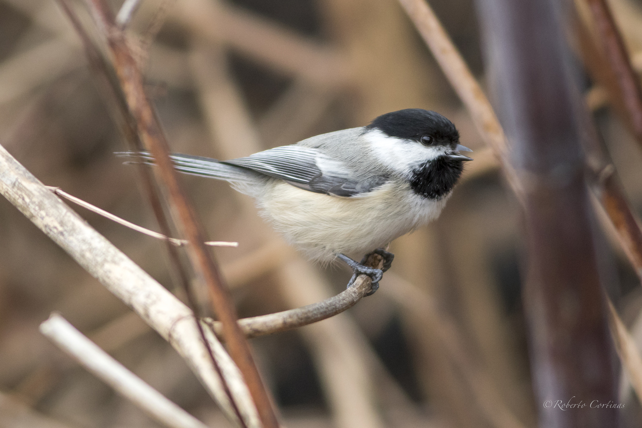 Canon EOS 7D Mark II + Canon EF 300mm F4L IS USM sample photo. Carolina chickadee photography