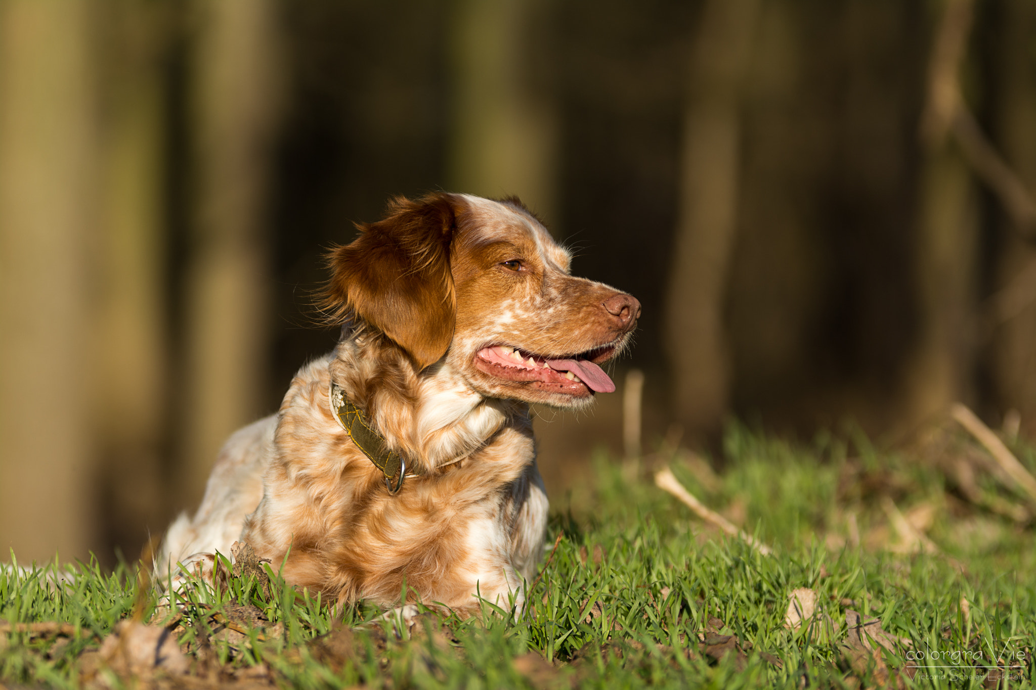 Sigma 70-200mm F2.8 EX DG OS HSM sample photo. At the edge of the forest photography