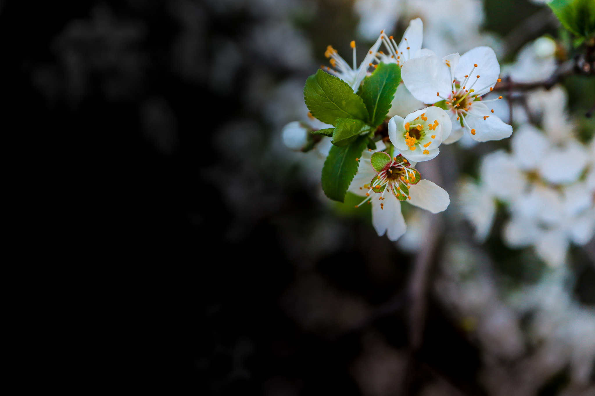 Canon EOS M5 + Canon EF-M 28mm F3.5 Macro IS STM sample photo. Flores photography