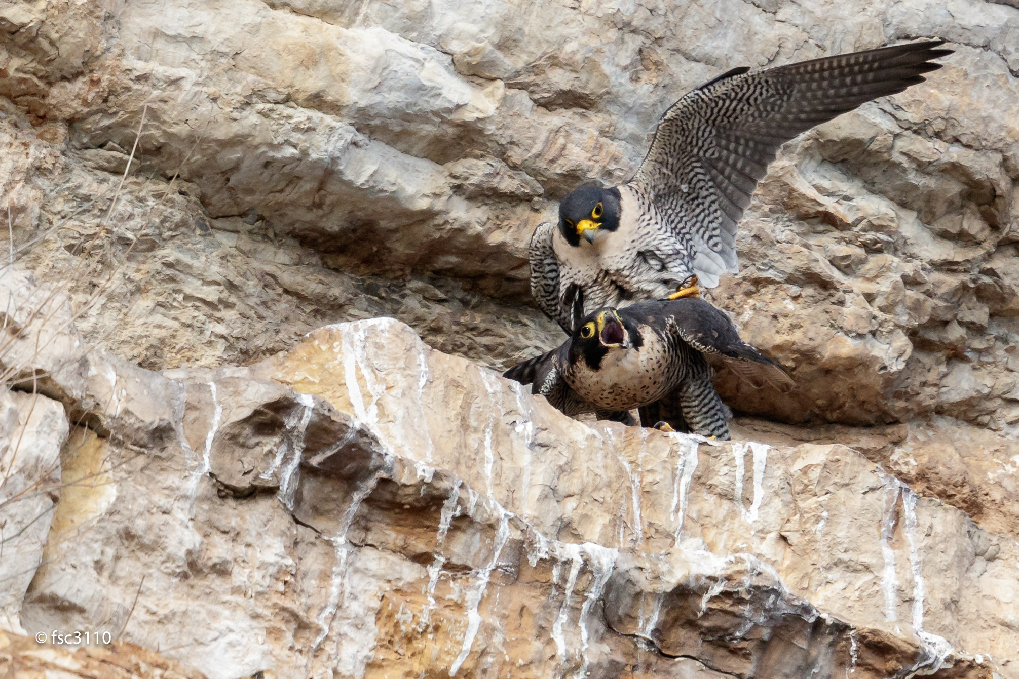 Canon EOS-1D X Mark II + Canon EF 500mm F4L IS II USM sample photo. Pairing of peregrine falcons photography