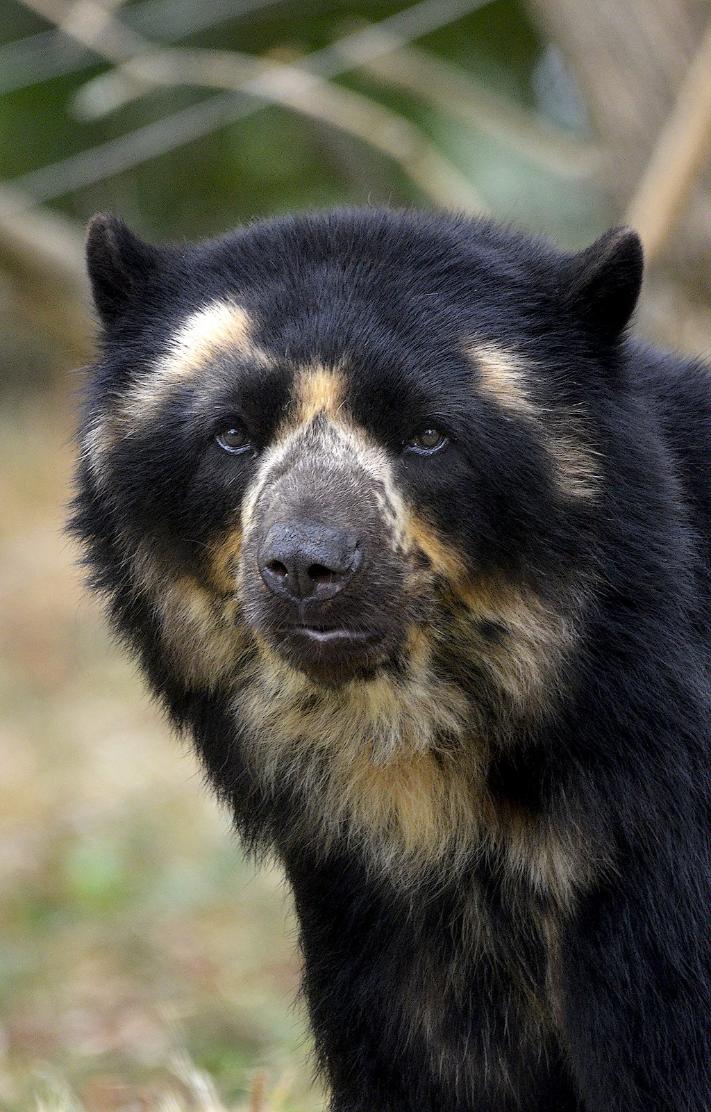 Nikon D7000 sample photo. Bear portrait photography