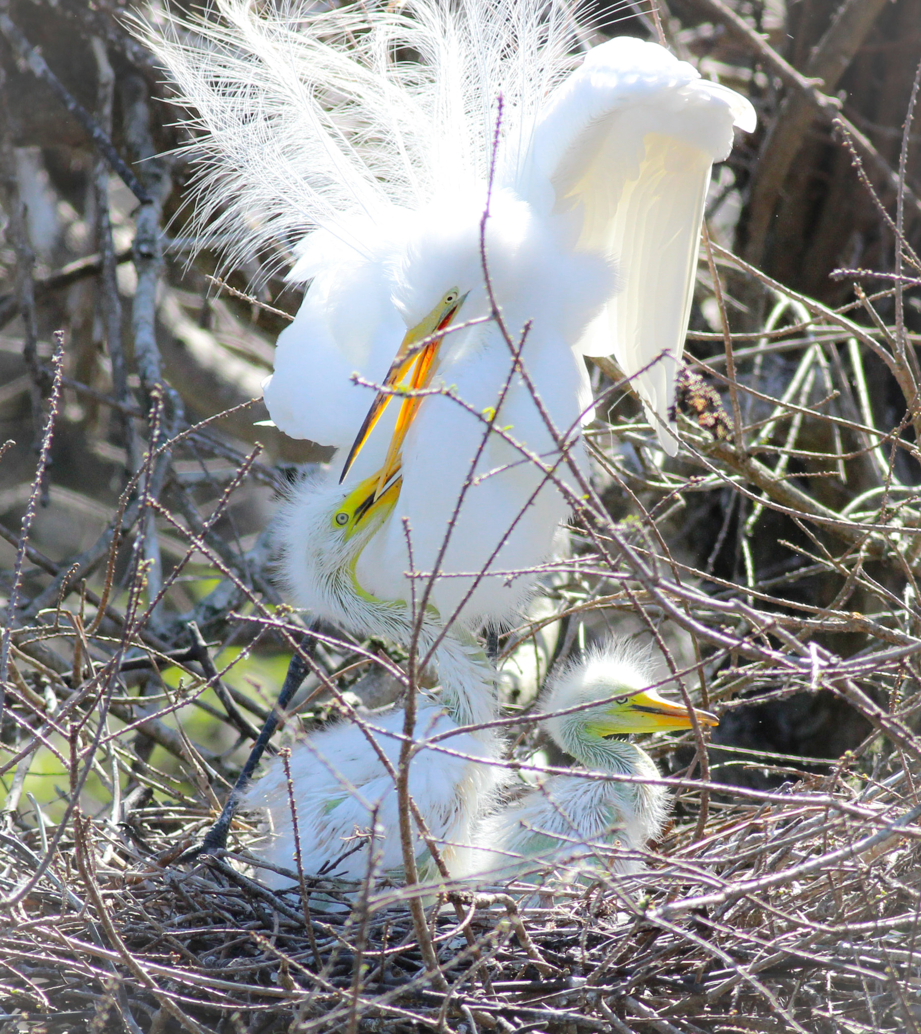 Canon EOS 600D (Rebel EOS T3i / EOS Kiss X5) + Canon EF 400mm F5.6L USM sample photo. Great egret nest photography