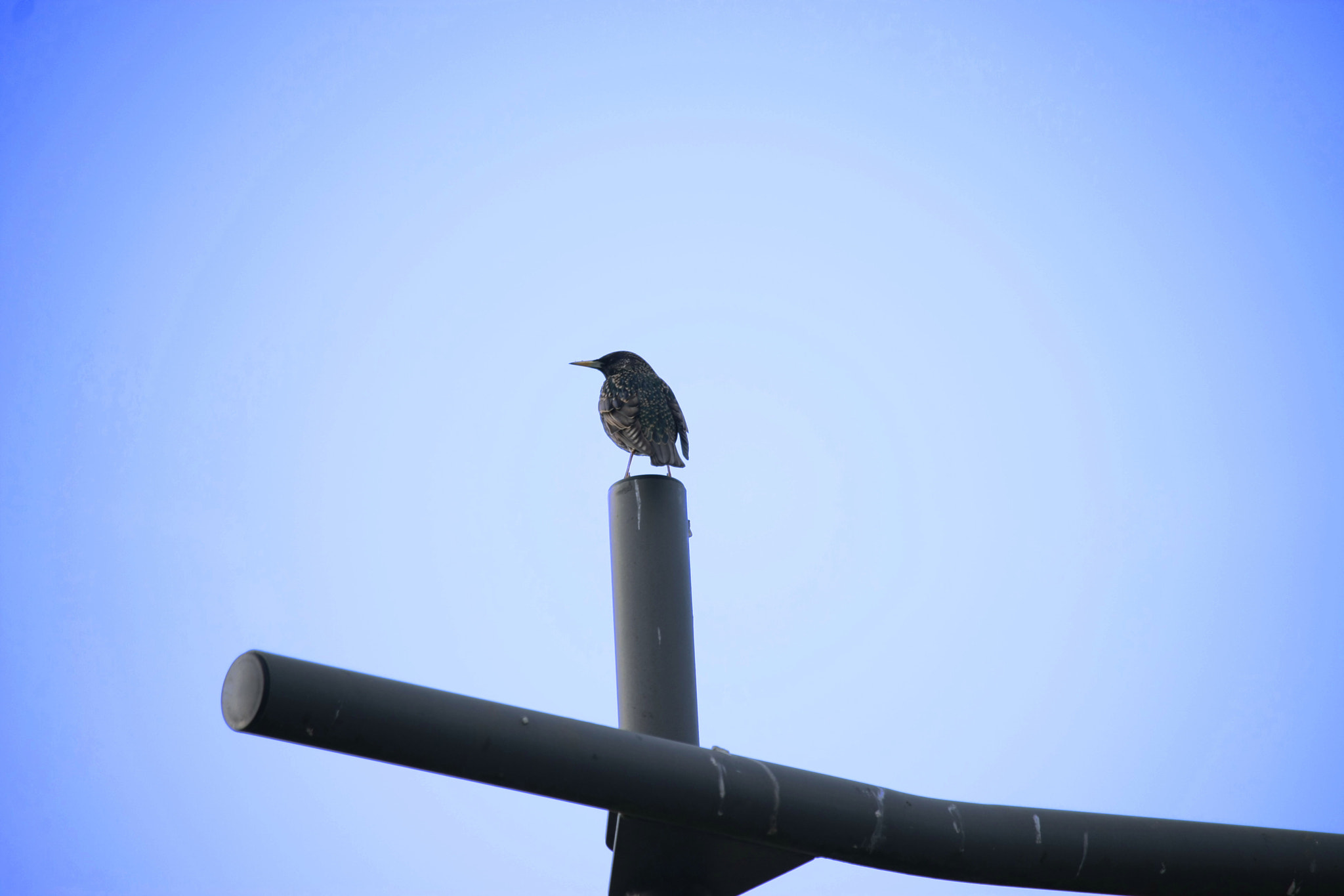 Canon EF-S 55-250mm F4-5.6 IS STM sample photo