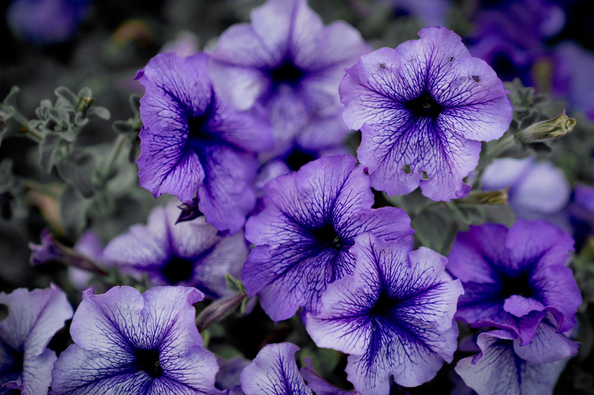 Sony a7 II + Sony FE 24-70mm F2.8 GM sample photo. Ipomoea nil photography