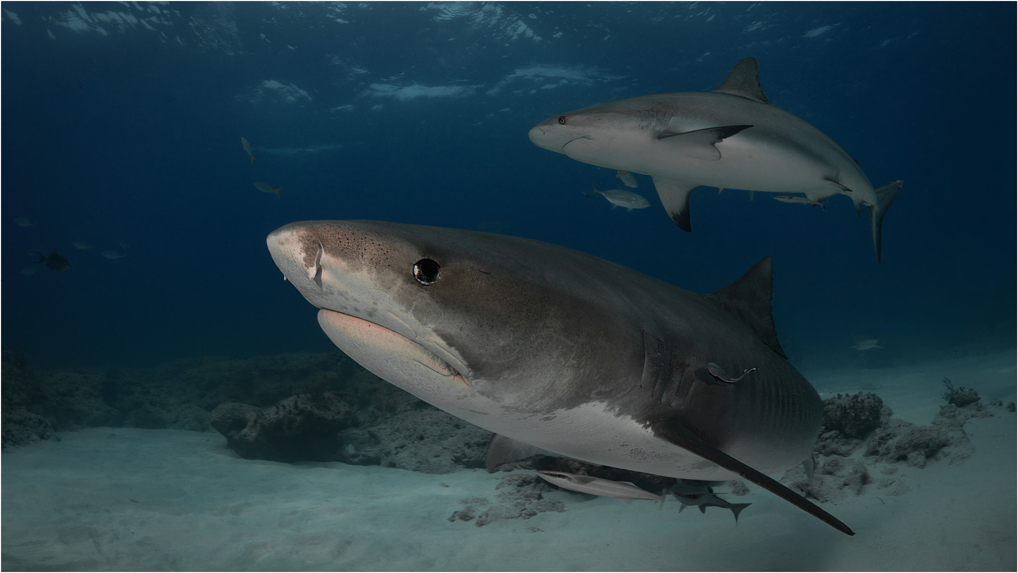 Nikon D800E + Nikon AF Fisheye-Nikkor 16mm F2.8D sample photo. Bull and reef-shark photography