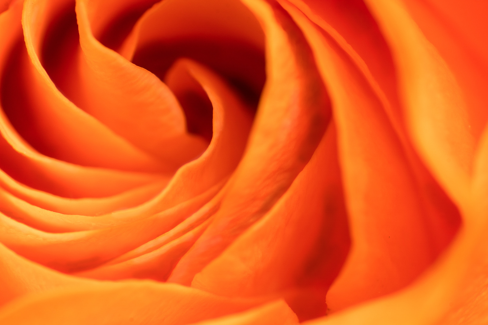 Sony 75-300mm F4.5-5.6 sample photo. Maccrose photography