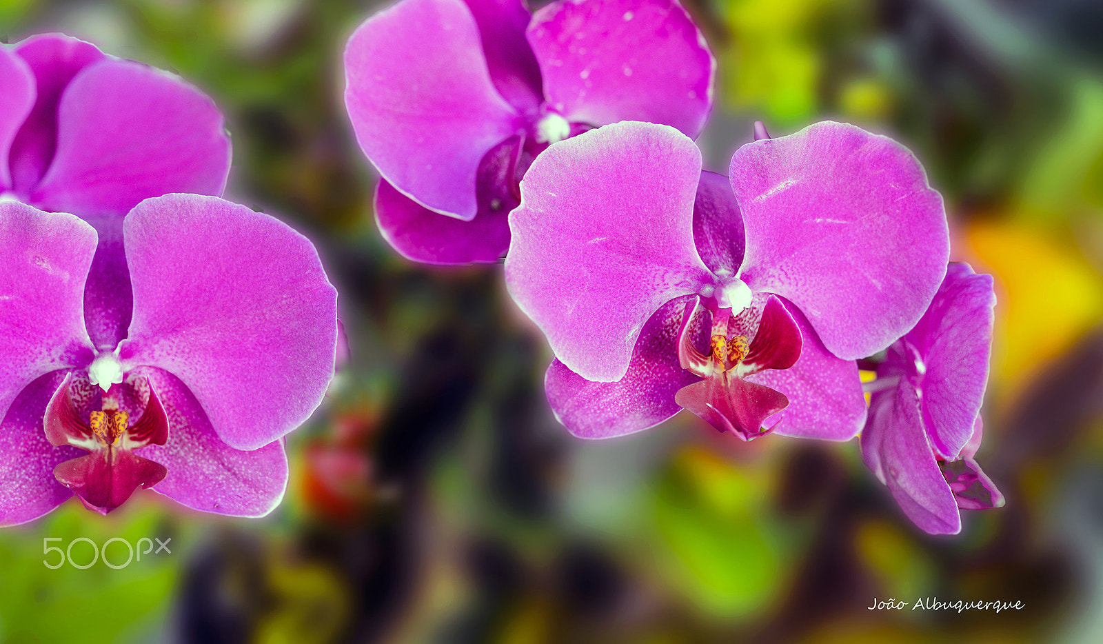 Nikon D600 + Nikon AF-S Nikkor 50mm F1.4G sample photo. Pink under the palm tree photography