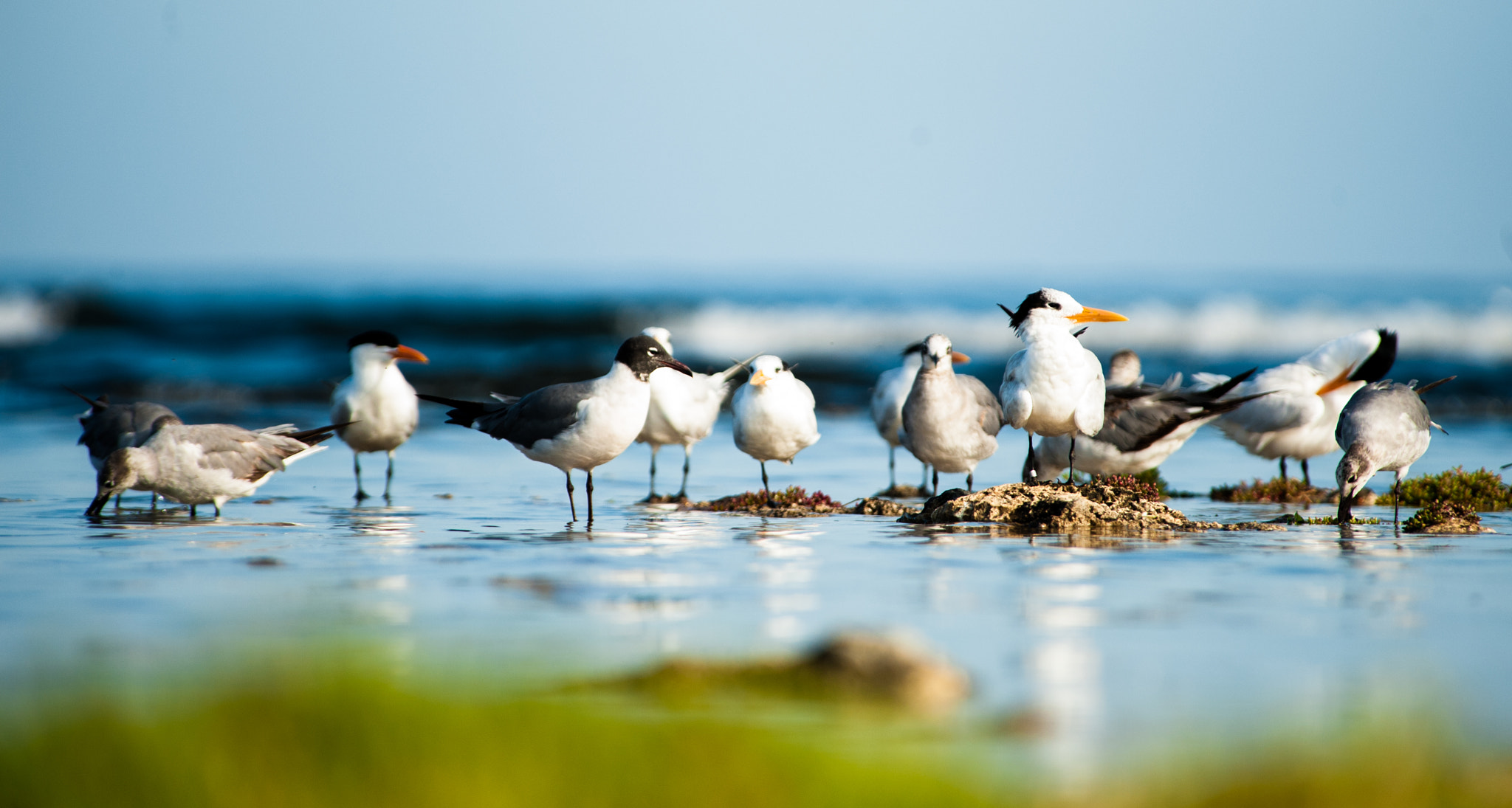 Nikon D700 sample photo. Gaviotas photography