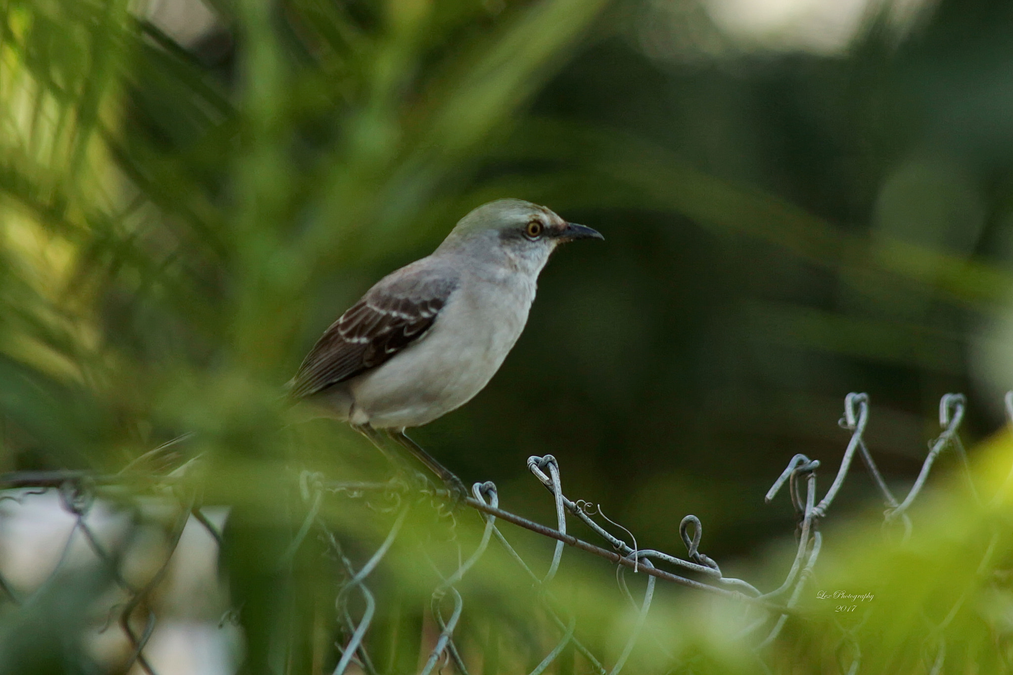 Canon EOS 700D (EOS Rebel T5i / EOS Kiss X7i) + EF75-300mm f/4-5.6 sample photo. Evening breeze out. photography