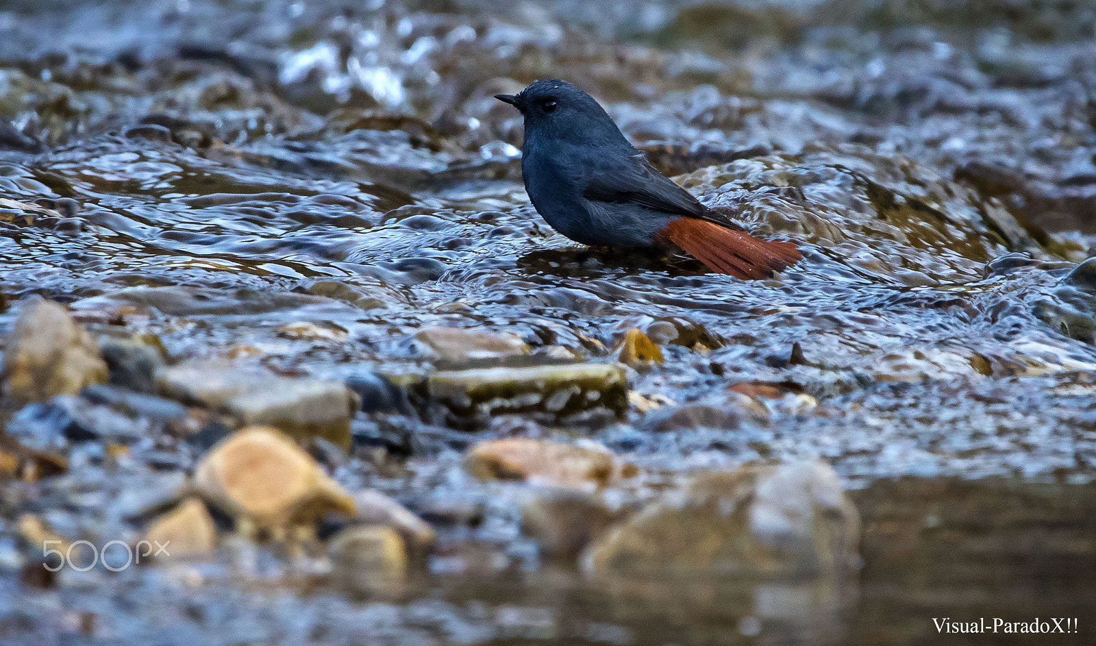 150-600mm F5-6.3 DG OS HSM | Contemporary 015 sample photo. Plumbeous water redstart photography