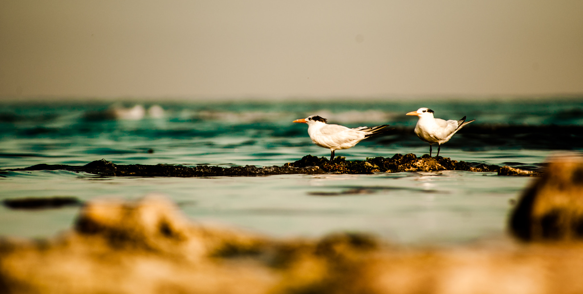Nikon D700 sample photo. Gaviotas photography