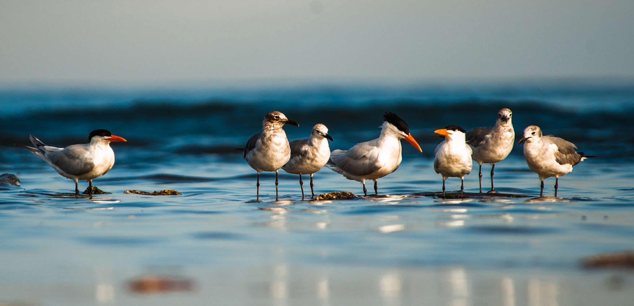 Nikon D700 sample photo. Gaviotas 1 photography