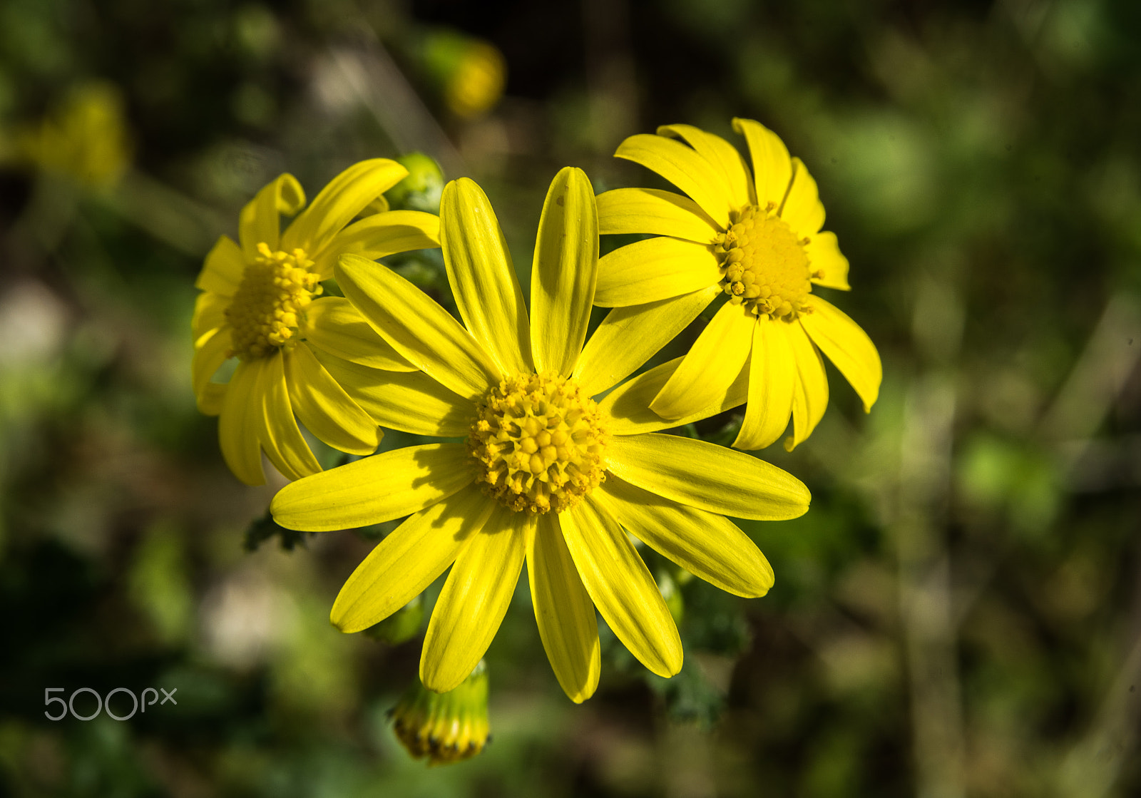 AF Zoom-Nikkor 28-105mm f/3.5-4.5D IF sample photo. Senecio vernalis photography