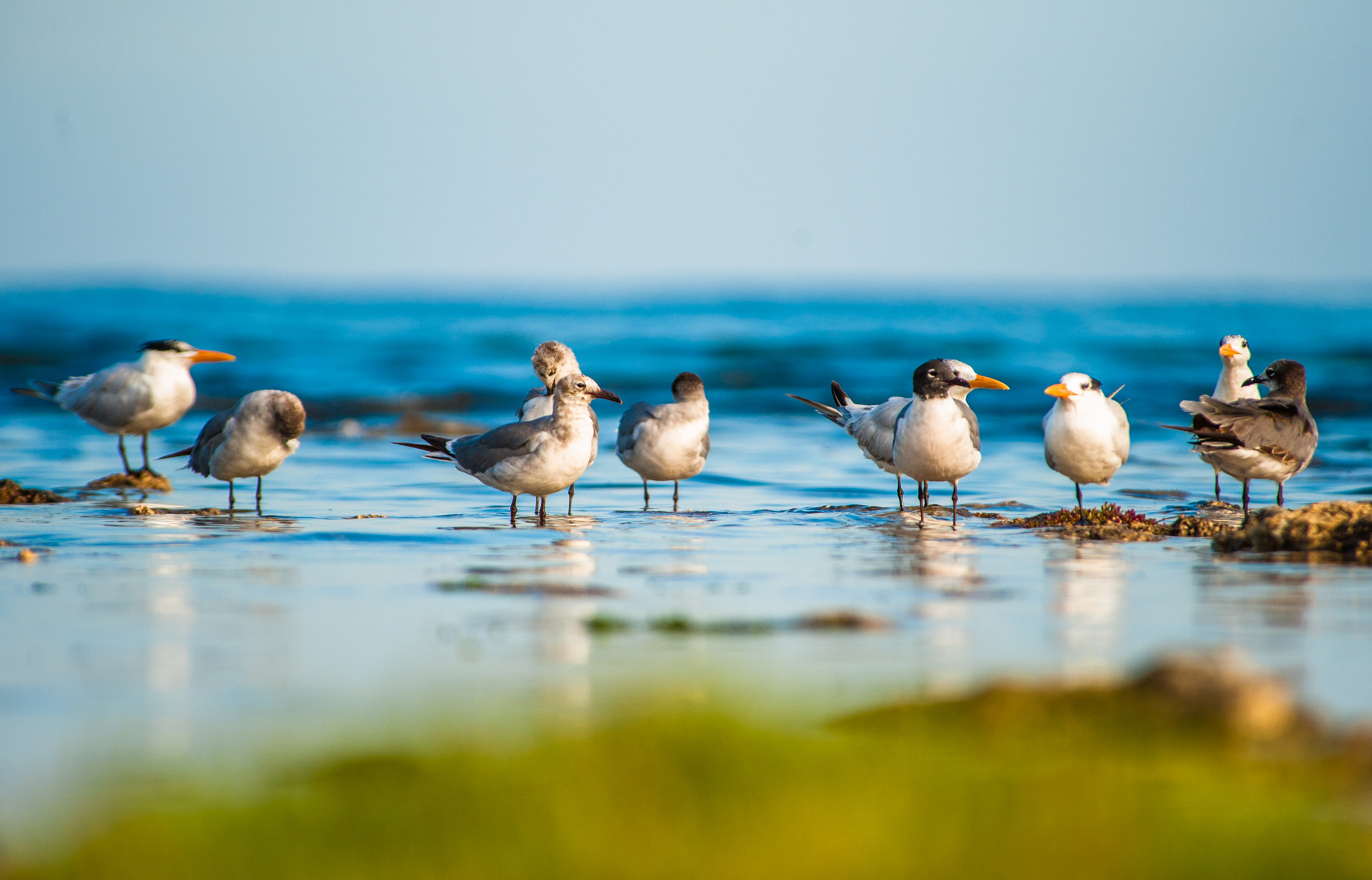 Nikon D700 sample photo. Gaviotas photography
