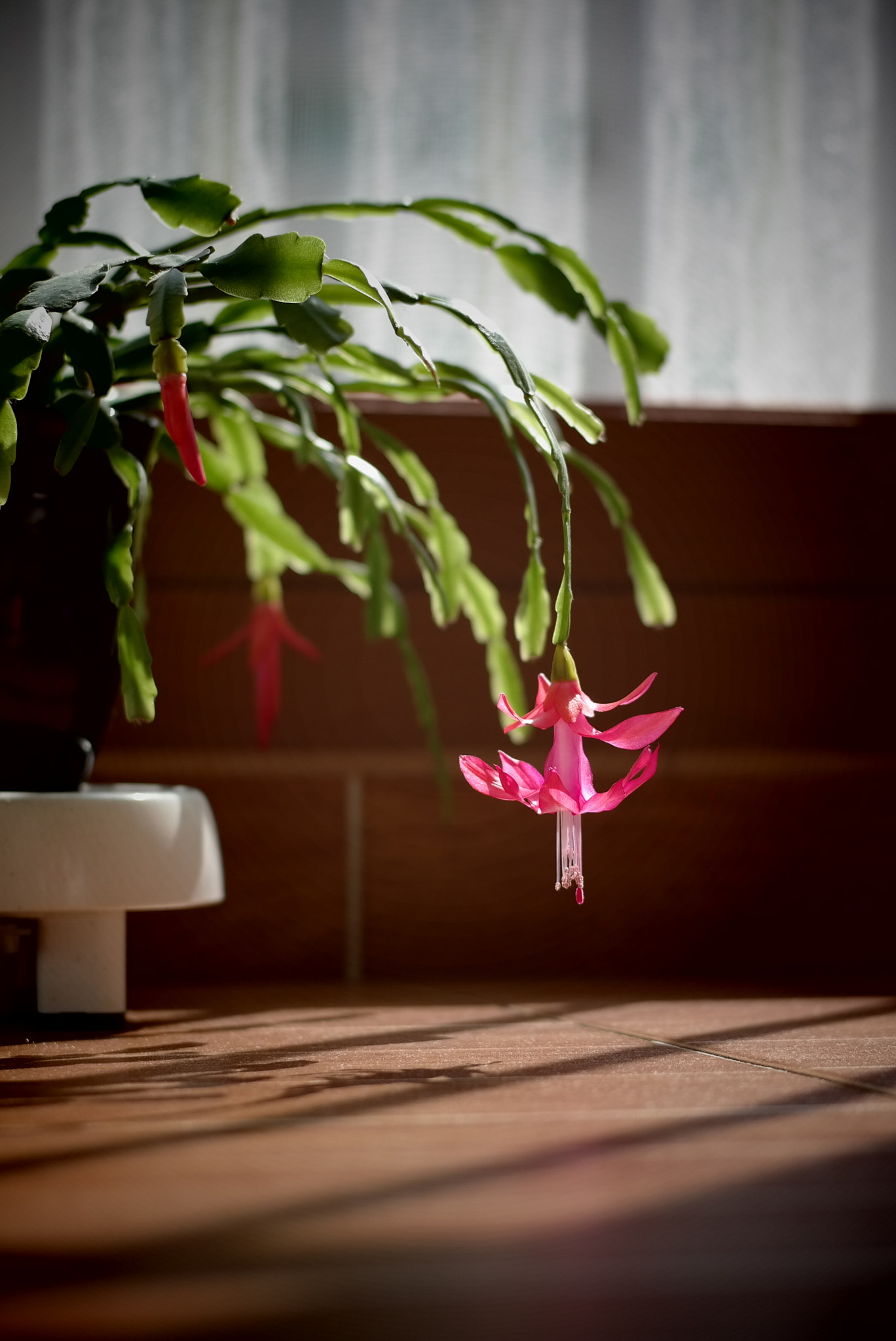 Samsung NX300M sample photo. Cactus of veranda photography