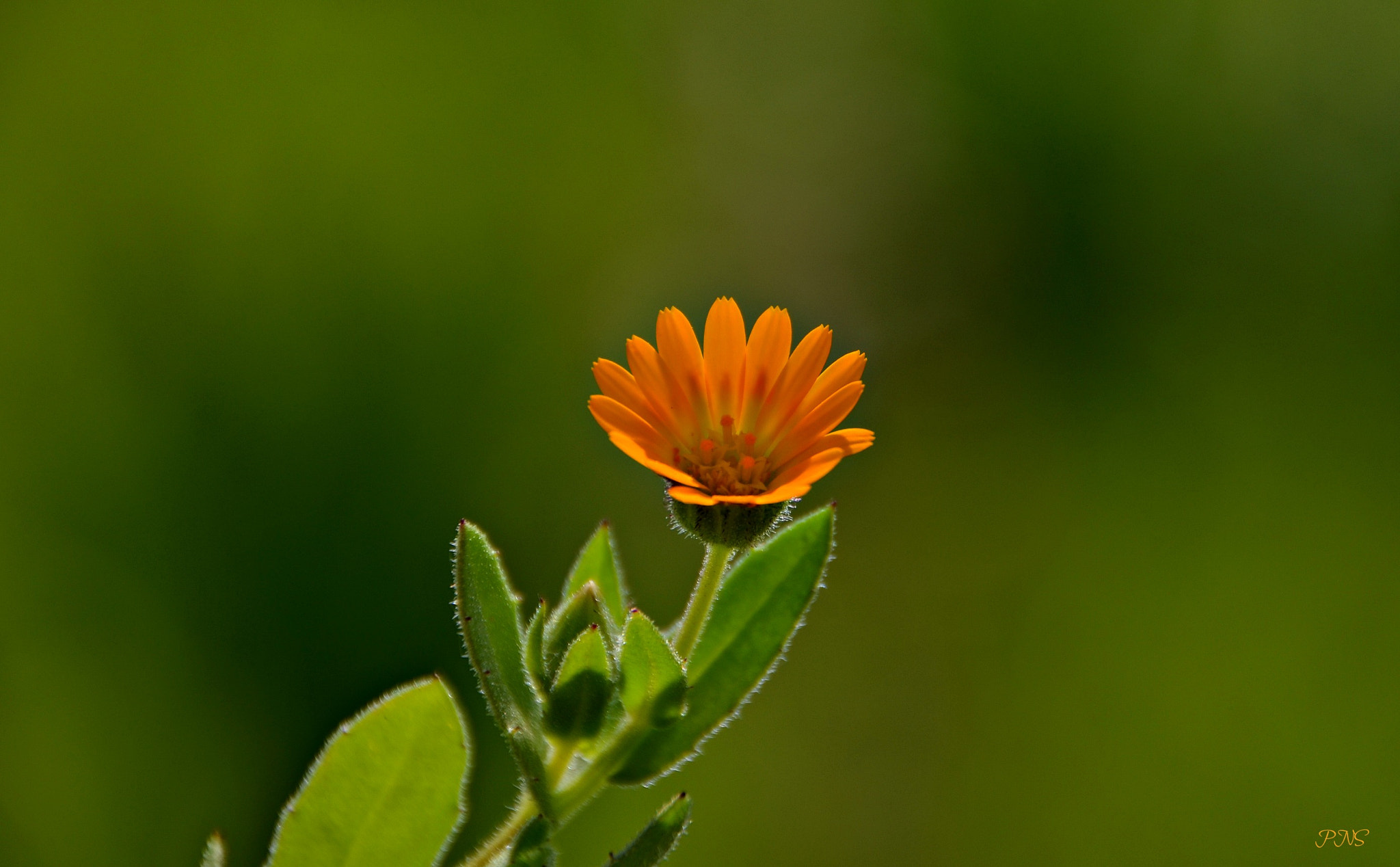 Sigma 18-200mm F3.5-6.3 II DC OS HSM sample photo. The lonely photography