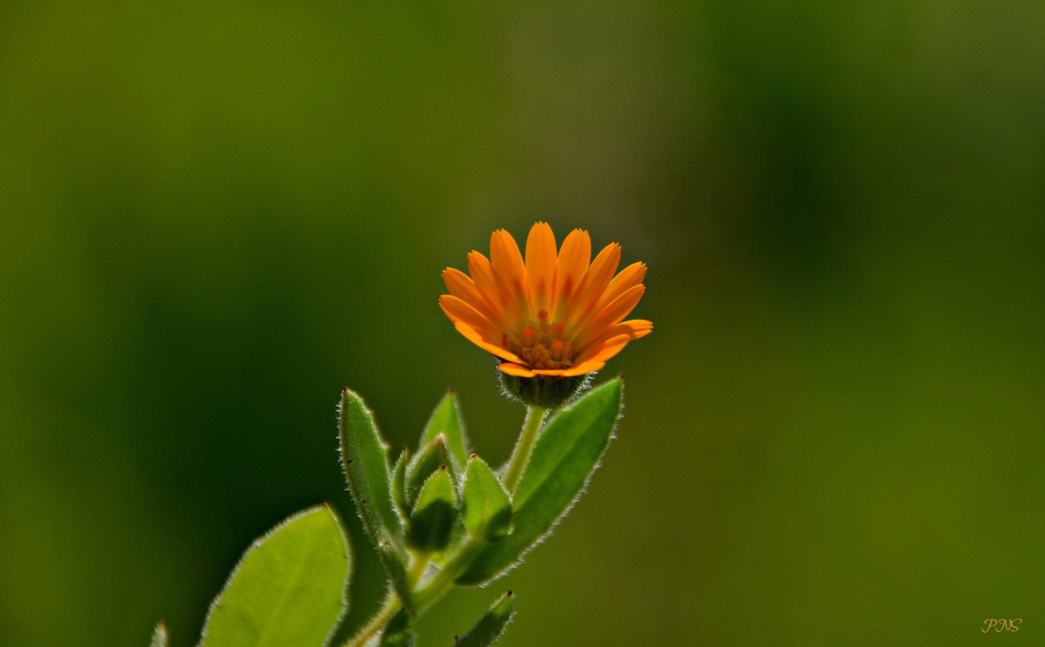 Nikon D5100 + Sigma 18-200mm F3.5-6.3 II DC OS HSM sample photo. The lonely photography