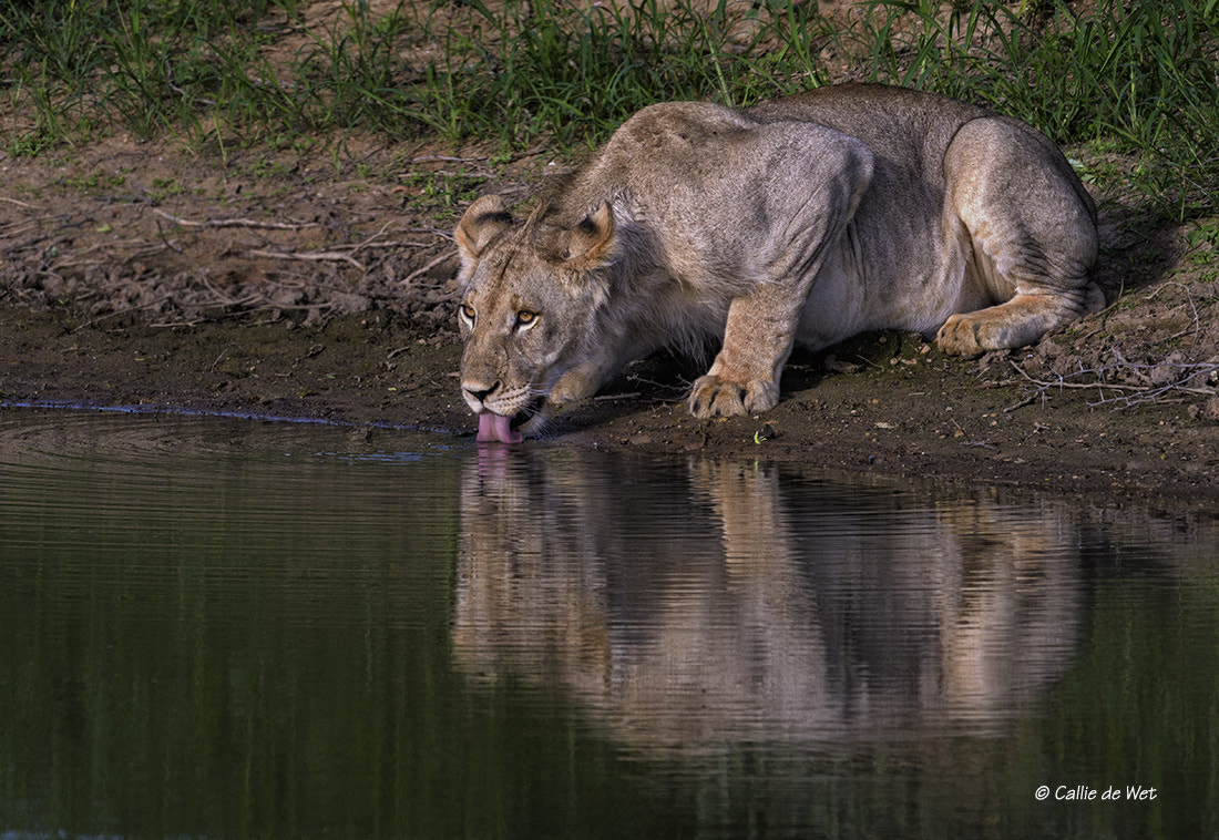 Nikon D500 + Nikon AF-S Nikkor 600mm F4G ED VR sample photo. The long thirst photography