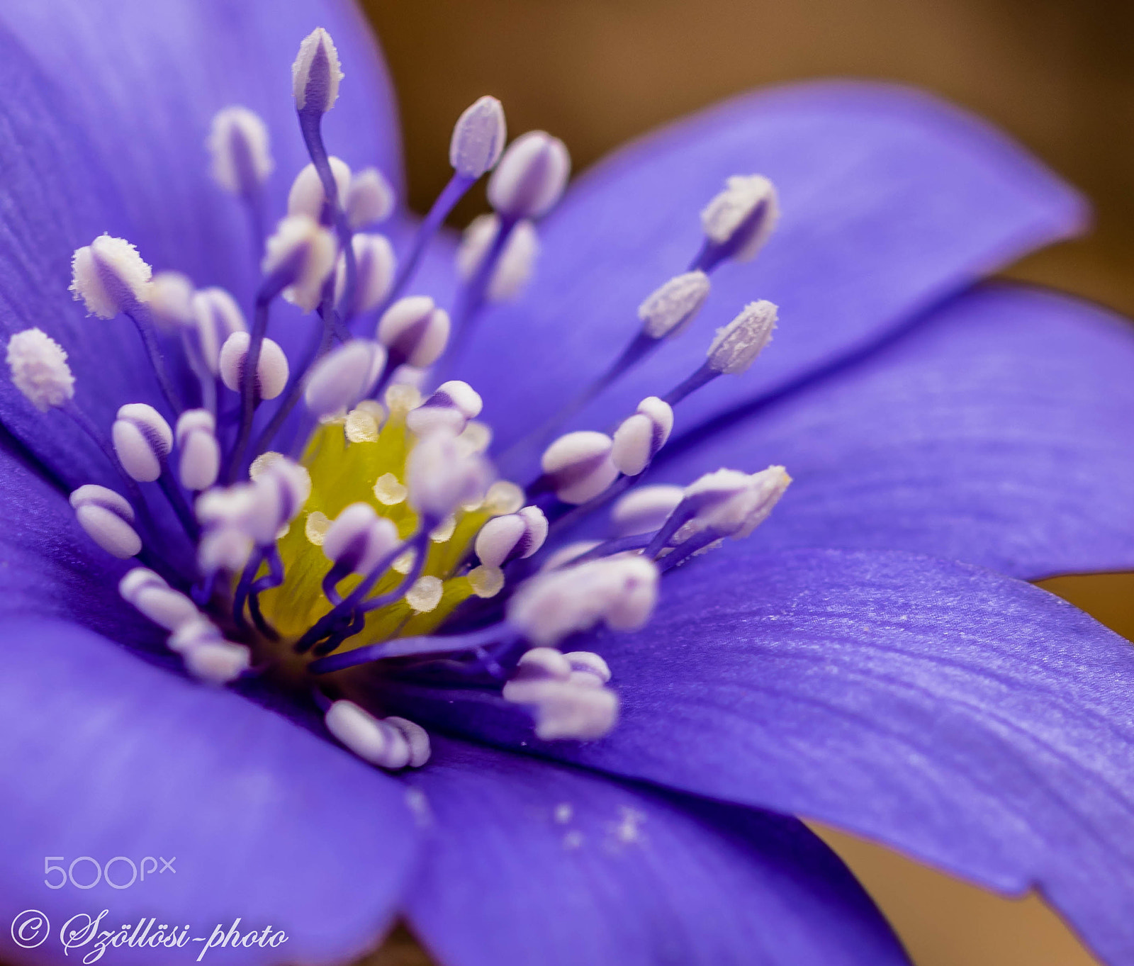 Sigma 105mm F2.8 EX DG OS HSM sample photo. The colors of the spring photography