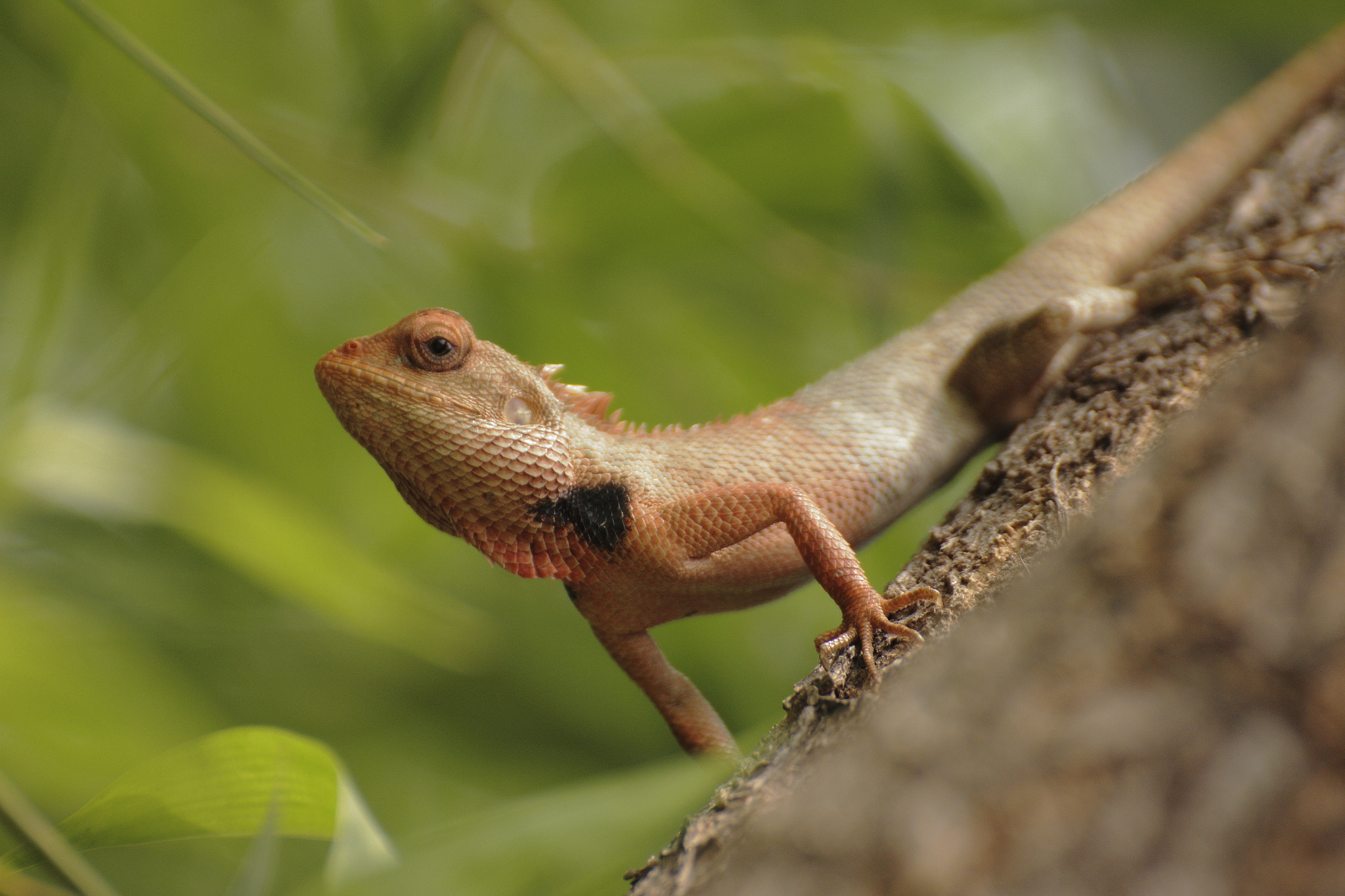 Tamron SP 35mm F1.8 Di VC USD sample photo. The chameleon photography