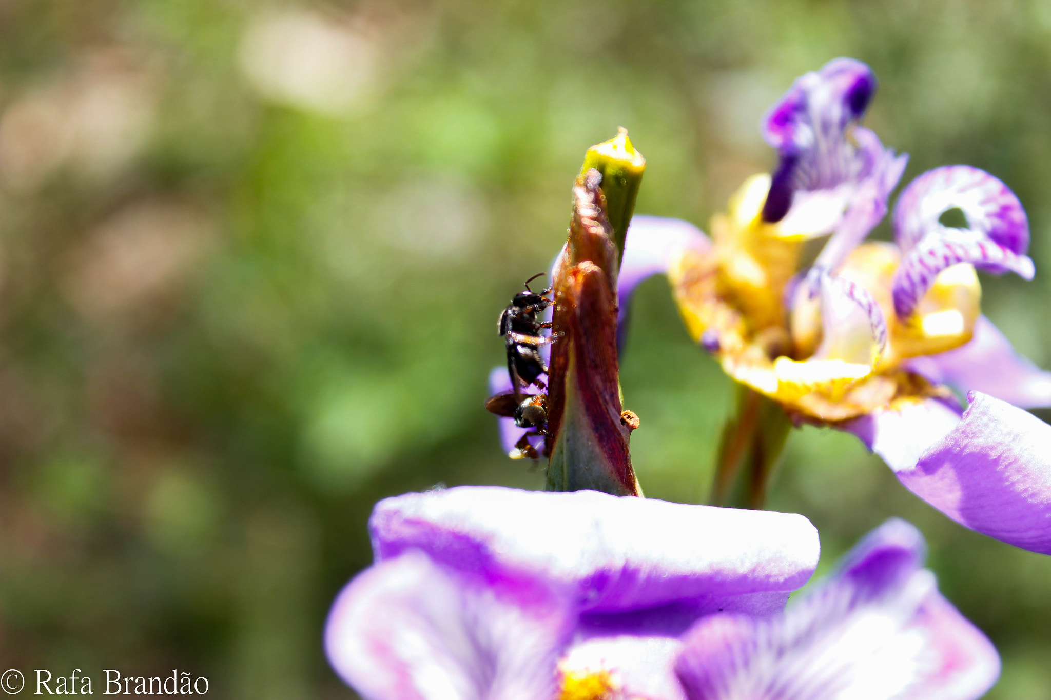 Canon EOS 600D (Rebel EOS T3i / EOS Kiss X5) sample photo. Ant in flower photography