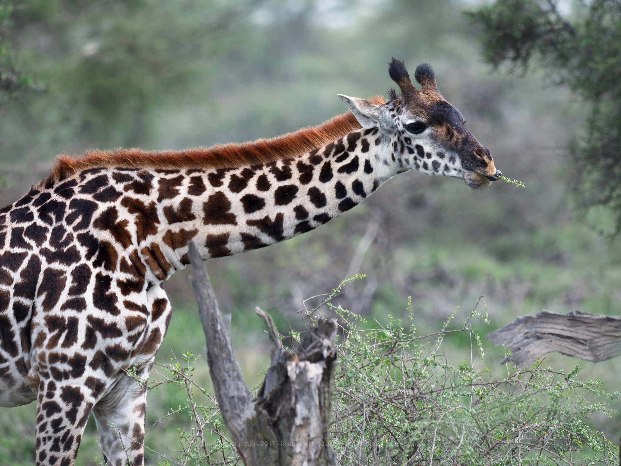 Olympus OM-D E-M1 + OLYMPUS M.300mm F4.0 sample photo. Giraffe photography