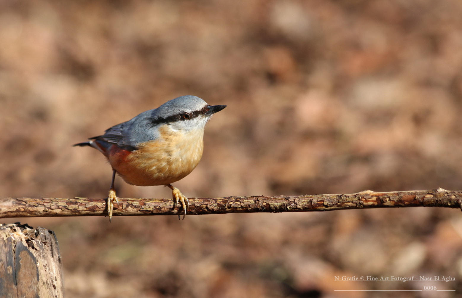 Canon EF 70-300mm F4-5.6 IS USM sample photo. Eurasian nuthatch photography