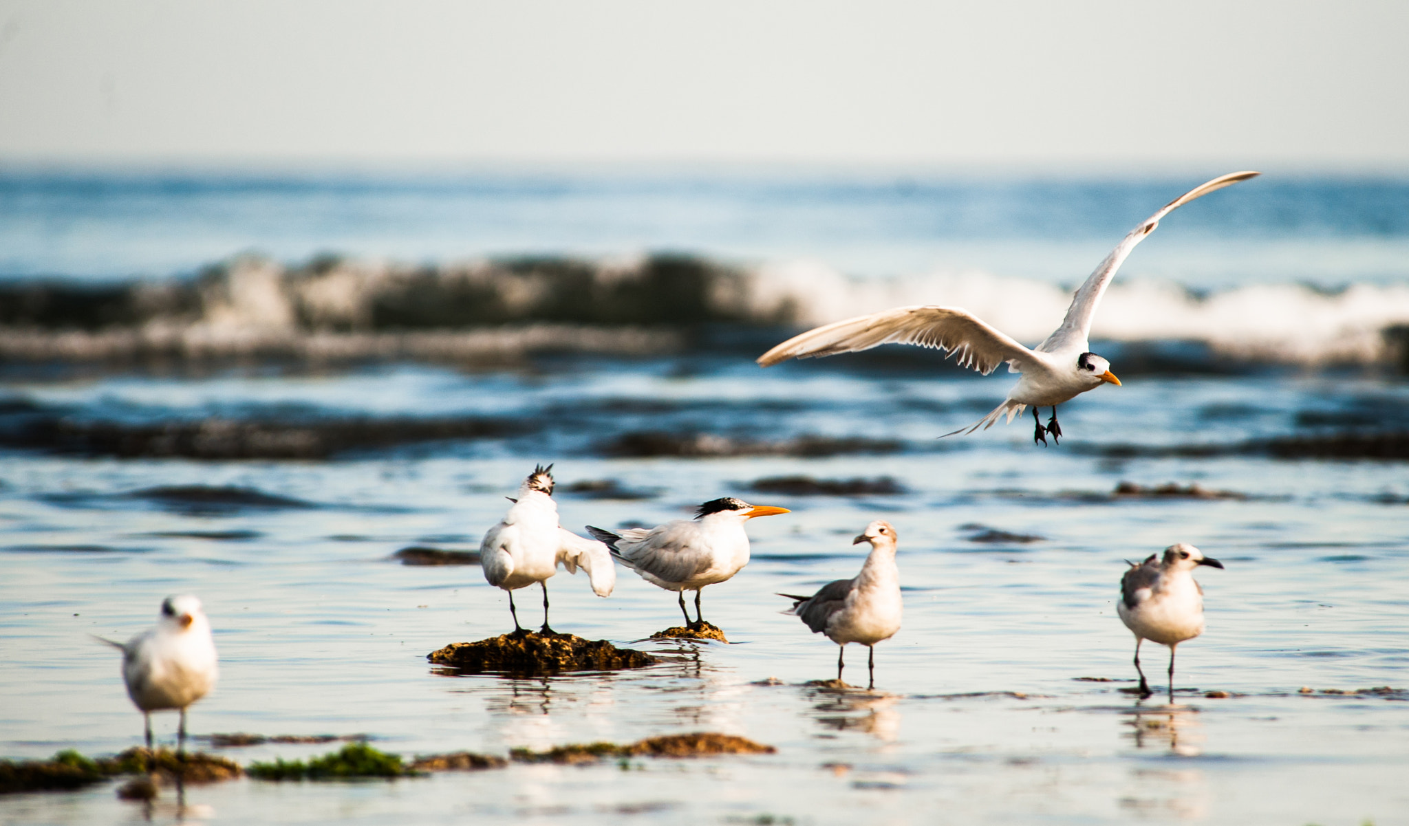 Nikon D700 sample photo. Gaviotas photography