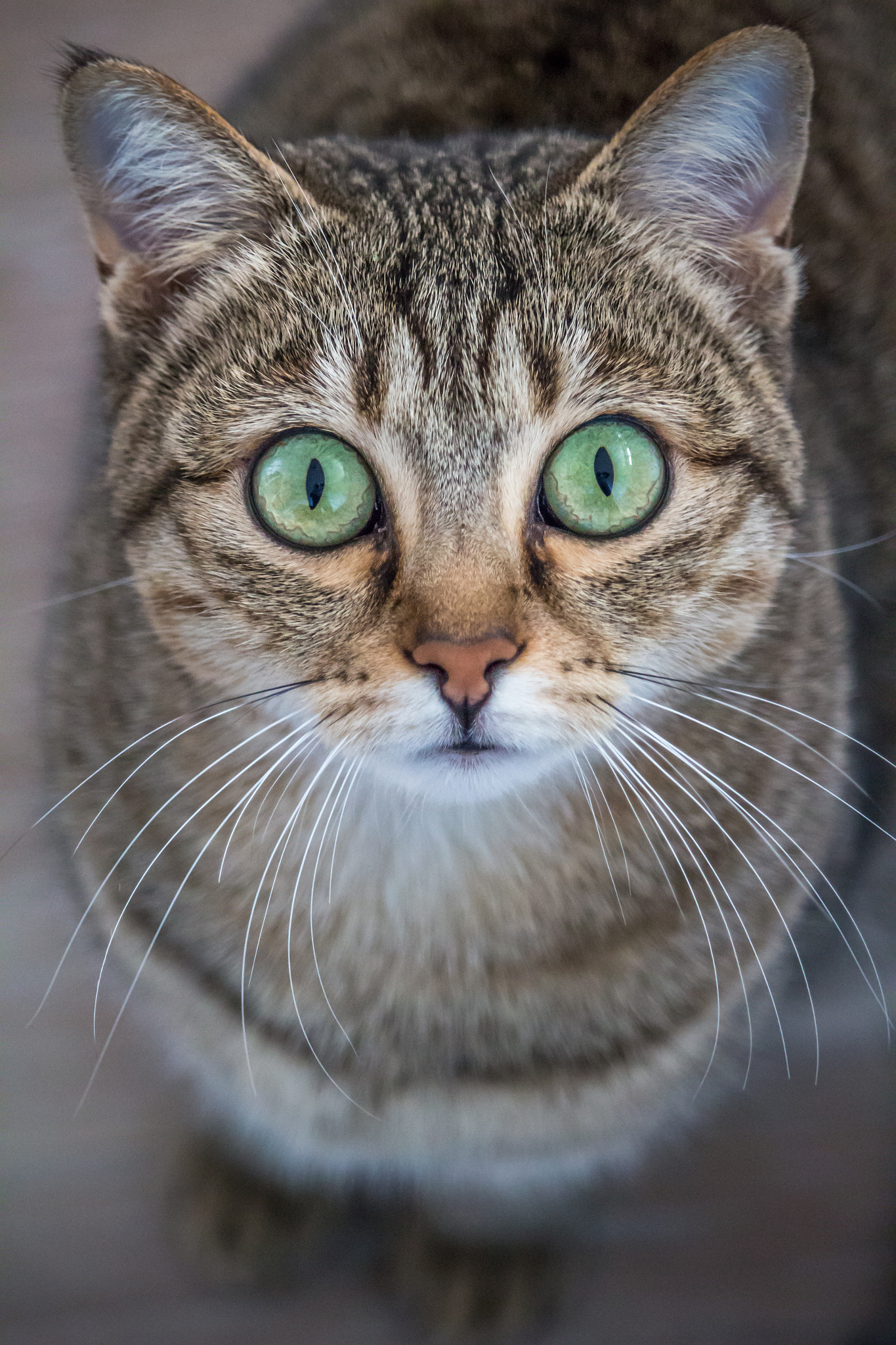 Canon EF-S 55-250mm F4-5.6 IS STM sample photo. Green eyes,cat's eyes photography