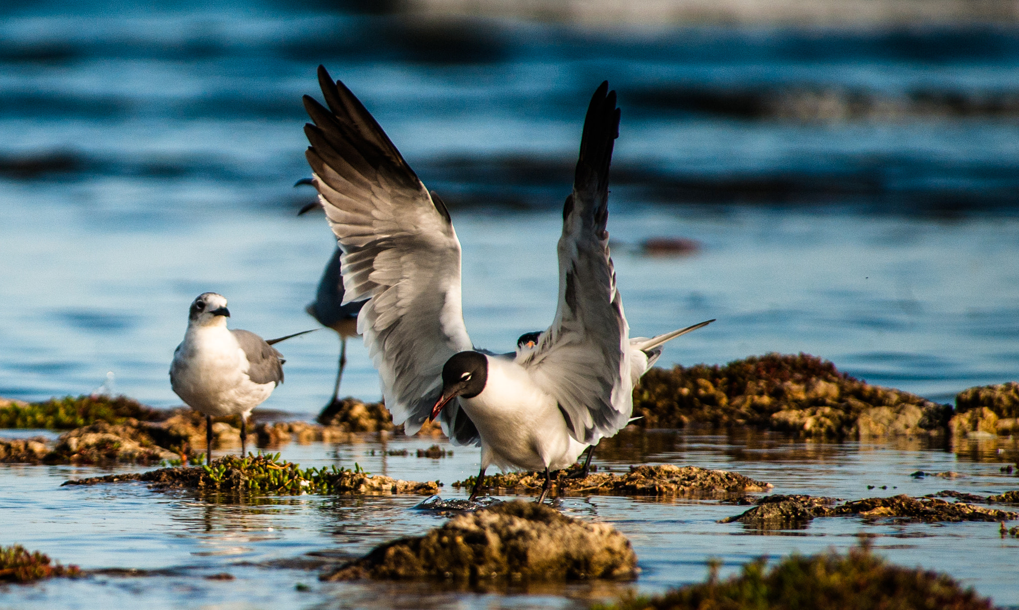 Nikon D700 sample photo. Gaviotas photography