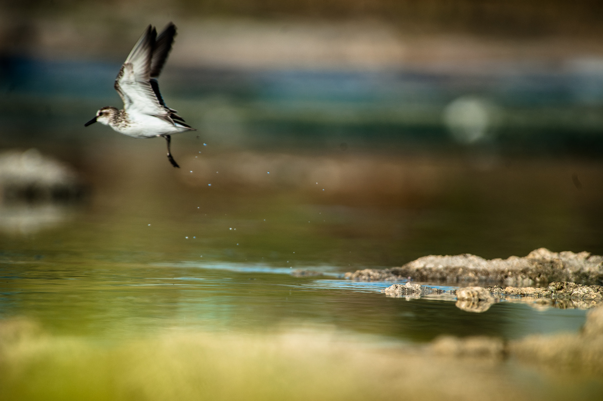Nikon D700 sample photo. Vuelo photography