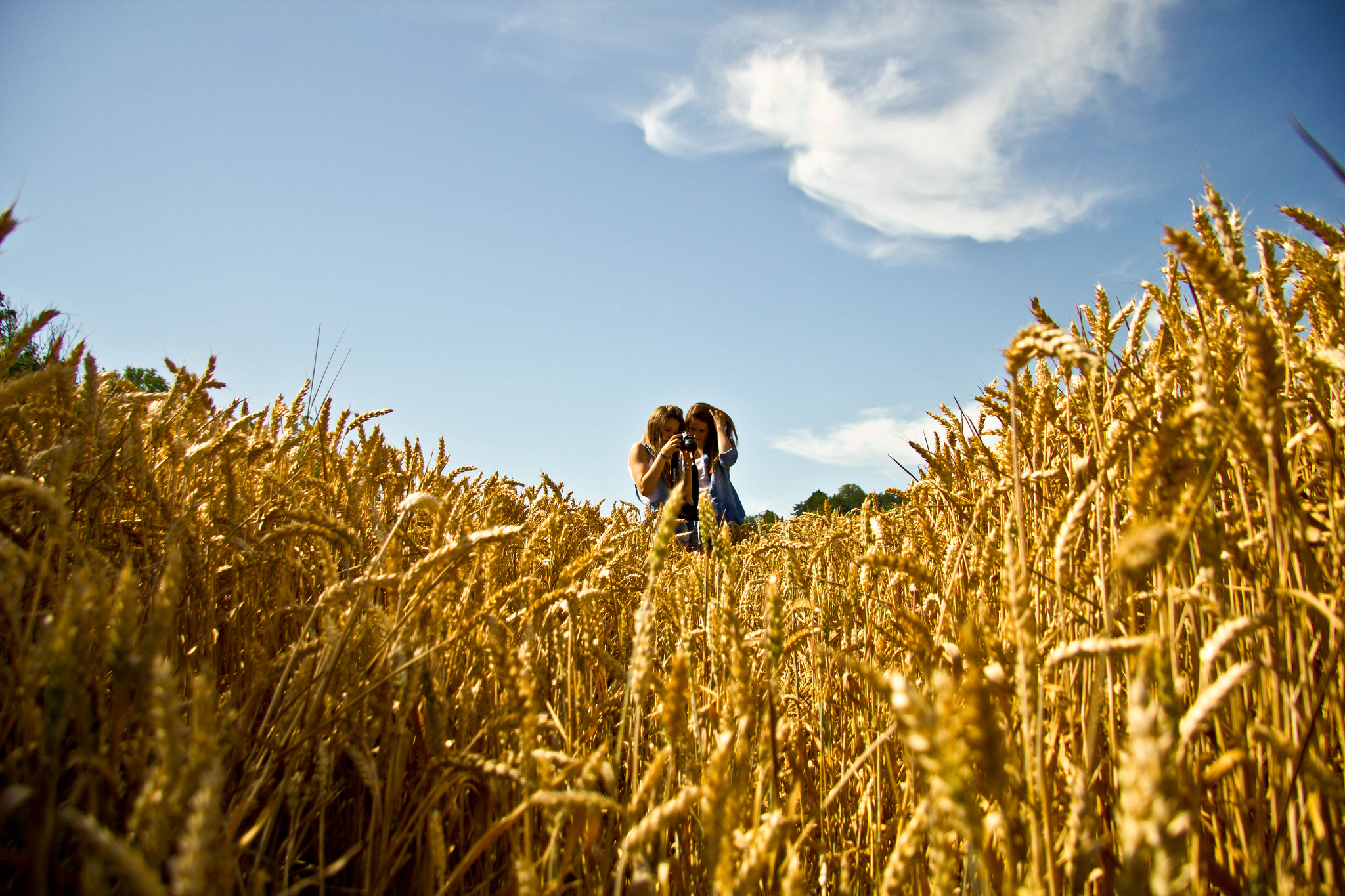 Canon EF-S 17-85mm F4-5.6 IS USM sample photo. Gold corn photography