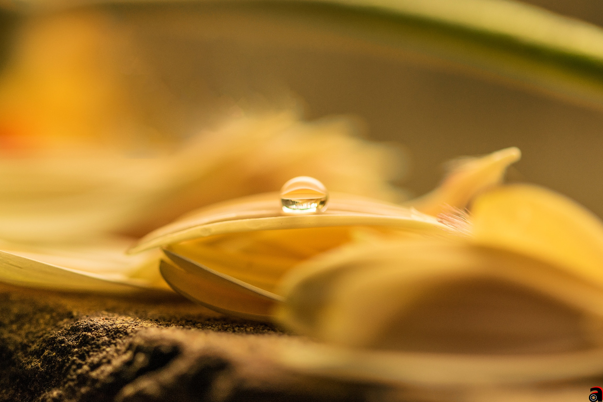 Sigma 105mm F2.8 EX DG OS HSM sample photo. Dream photography