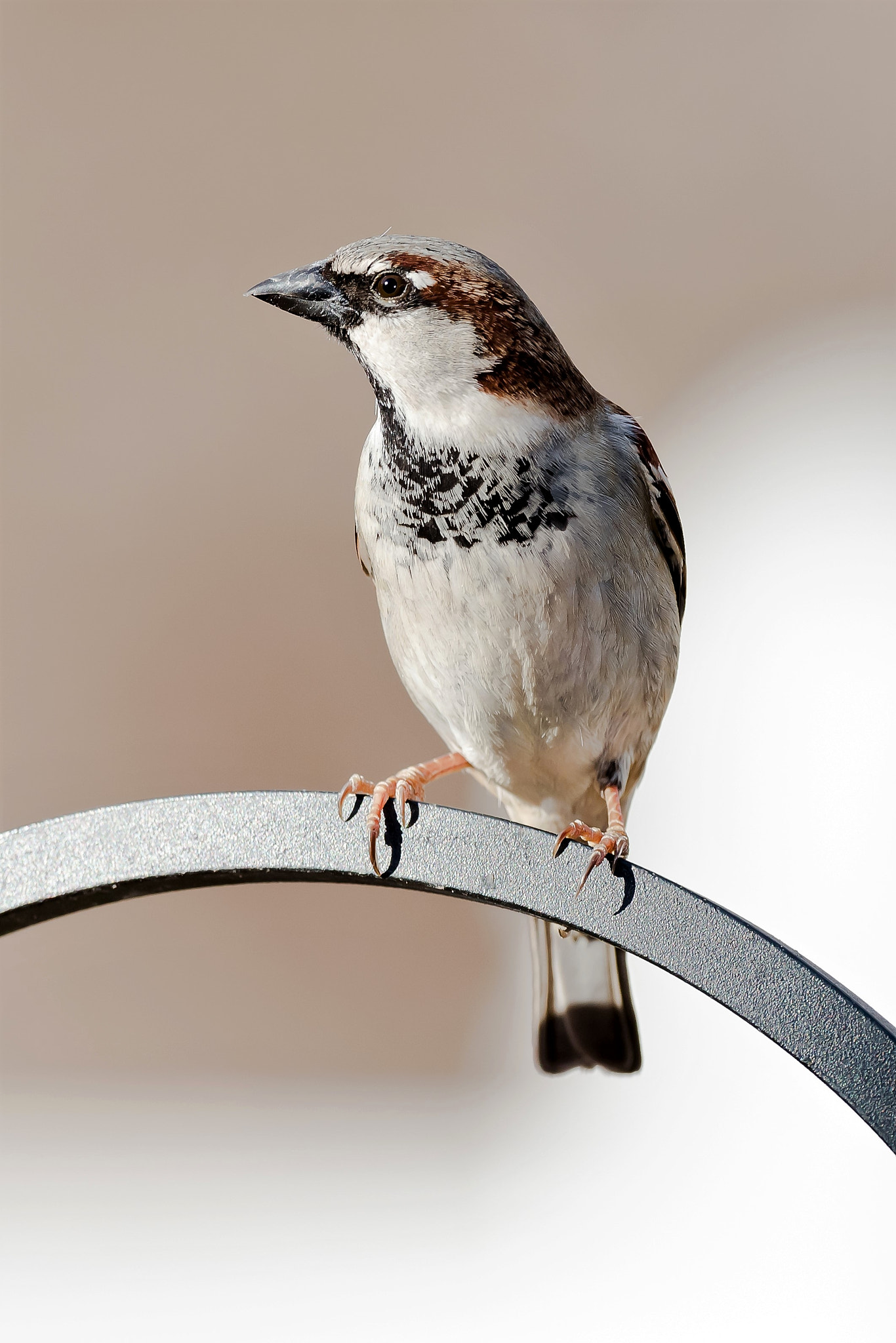 Nikon AF-S Nikkor 500mm F4D ED-IF II sample photo. Male house sparrow photography
