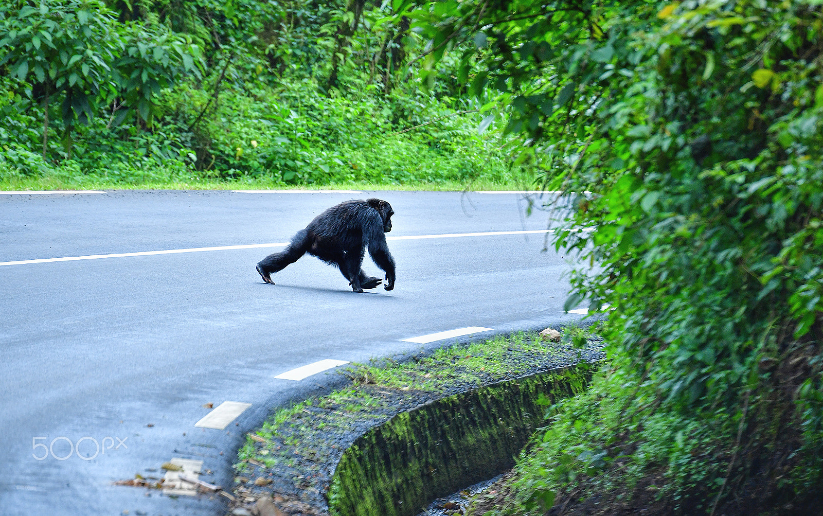 Nikon D5 sample photo. Be careful, chimpanzee! photography