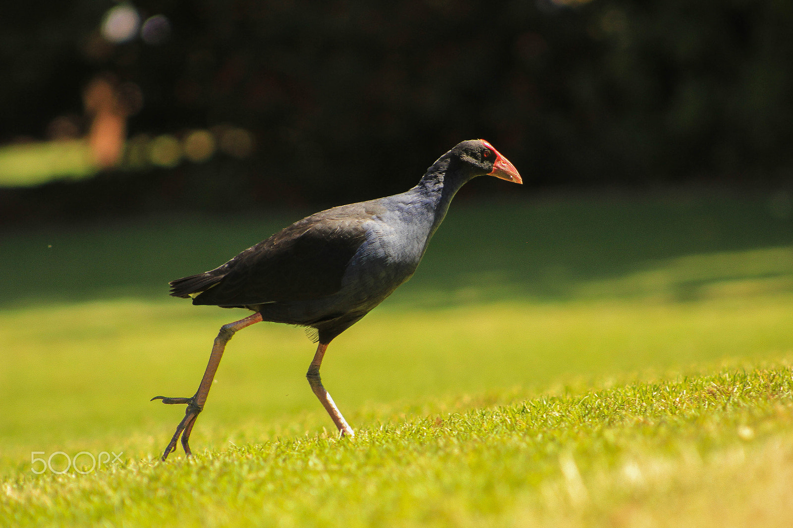 Canon EOS 550D (EOS Rebel T2i / EOS Kiss X4) + EF75-300mm f/4-5.6 sample photo. Bird photography